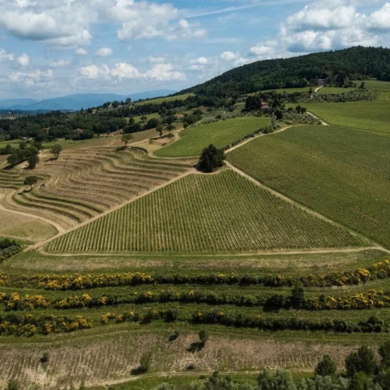 Normanby Fine Wines