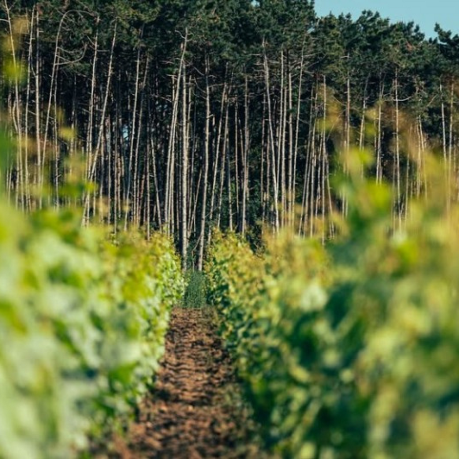 Normanby Fine Wines