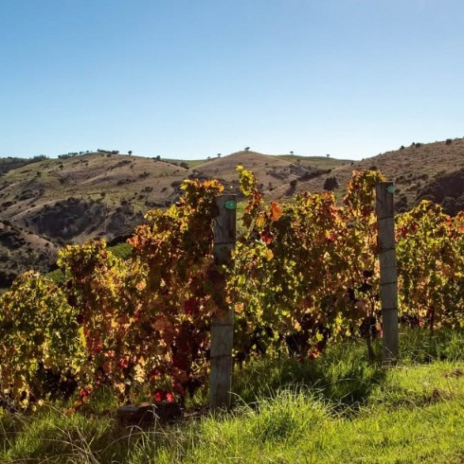 Normanby Fine Wines