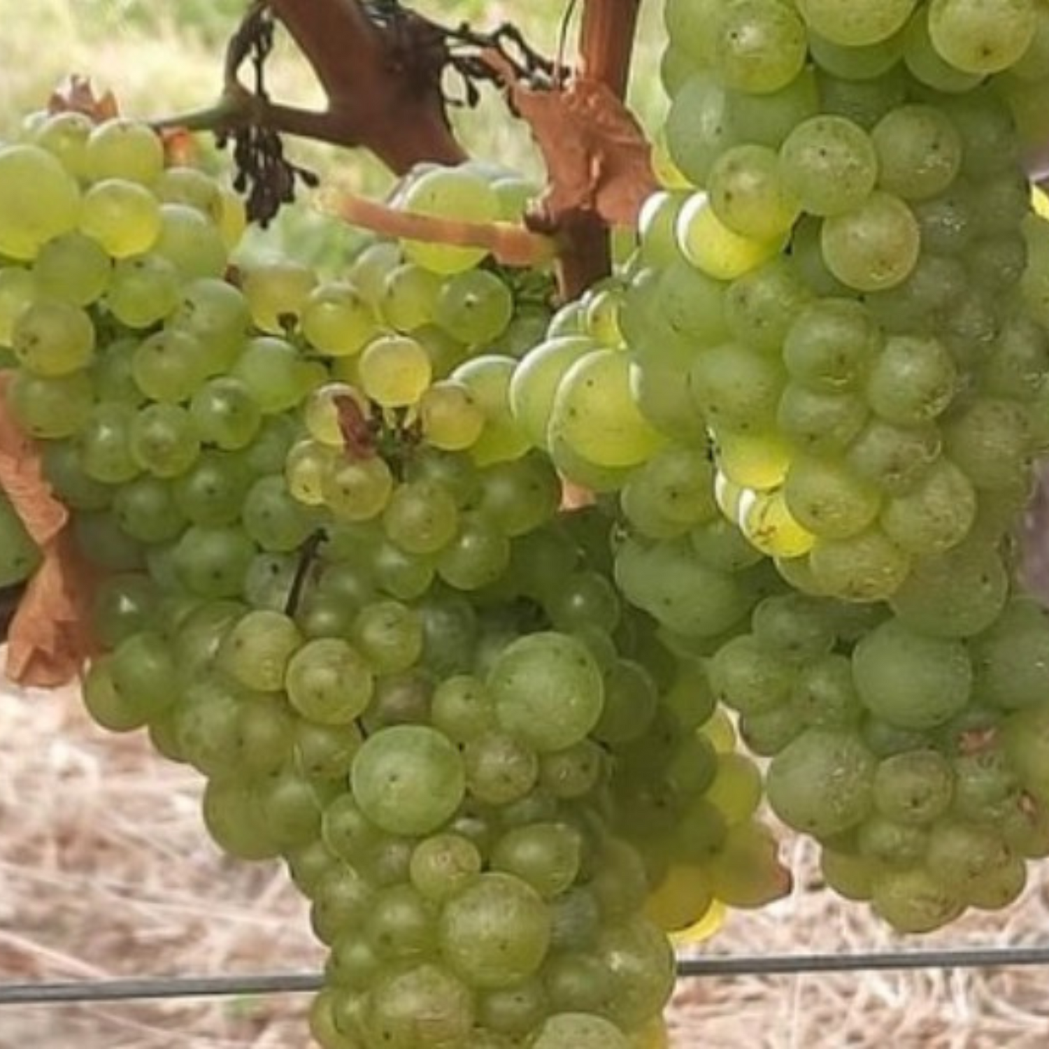 Normanby Fine Wines