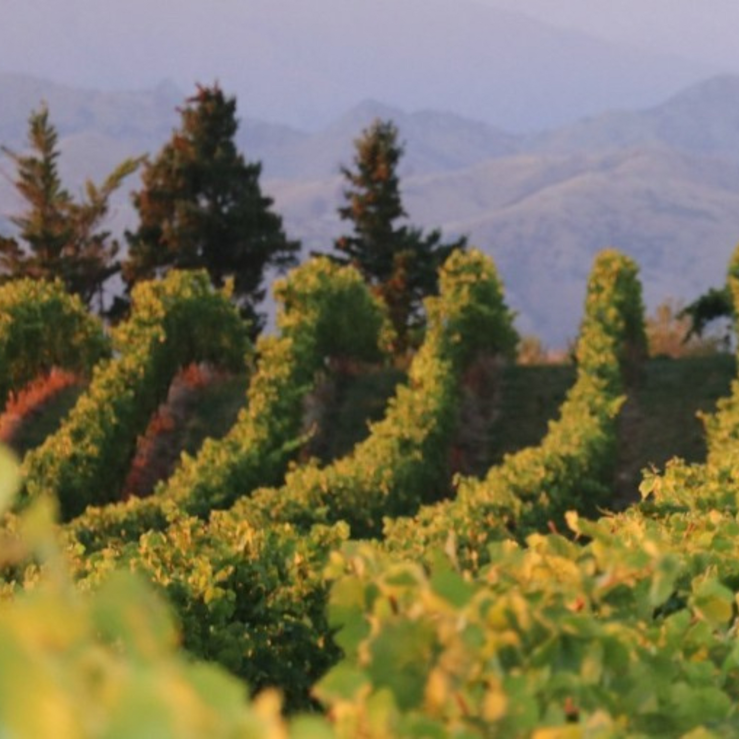Normanby Fine Wines