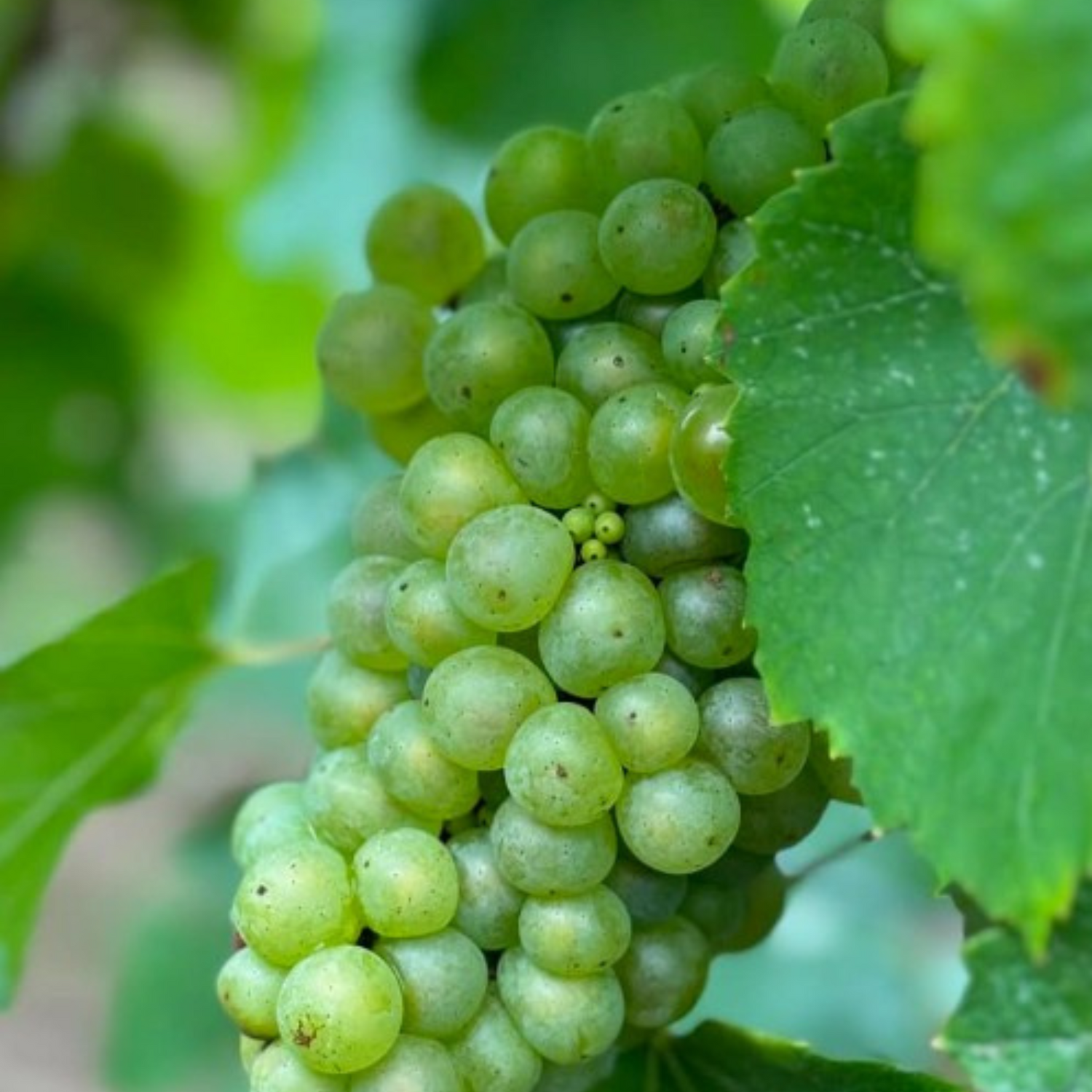 Normanby Fine Wines