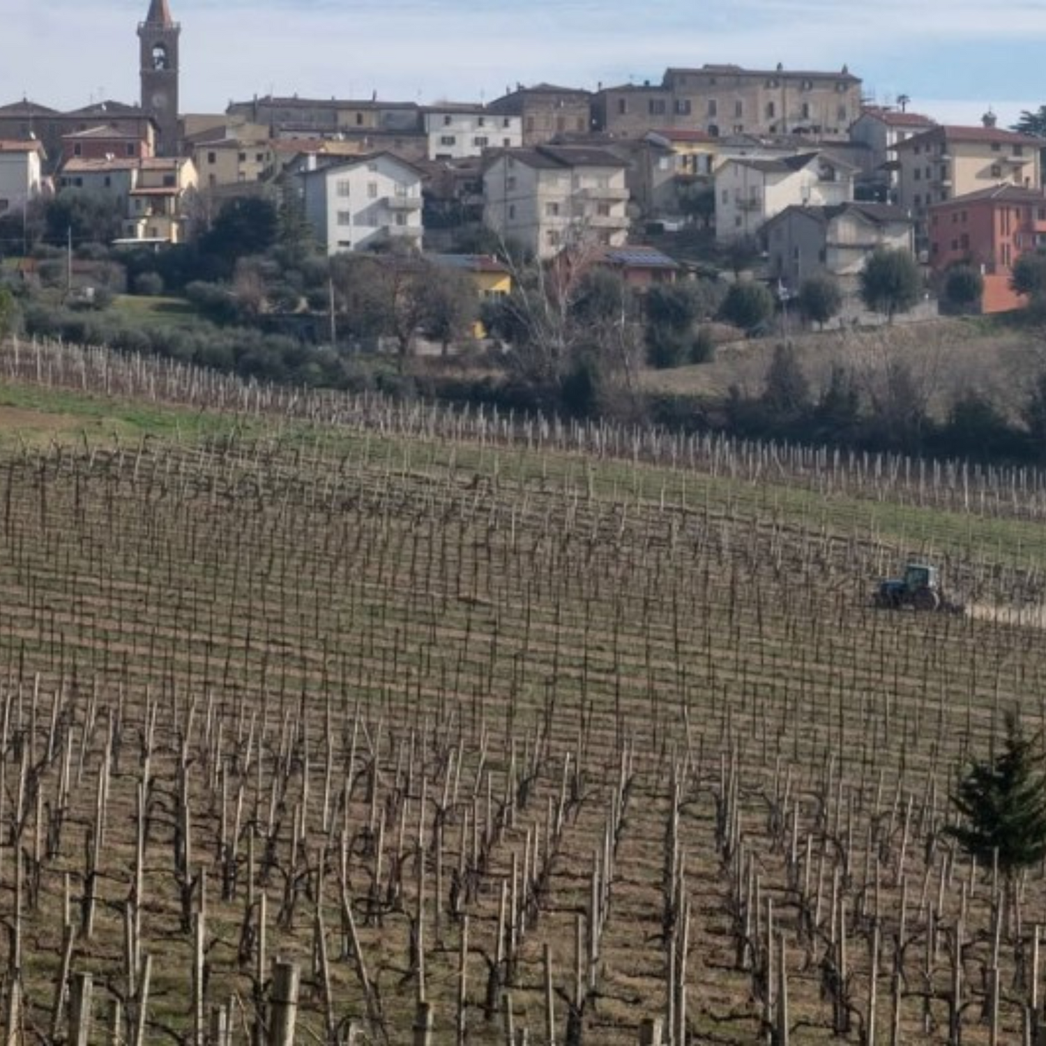 Normanby Fine Wines