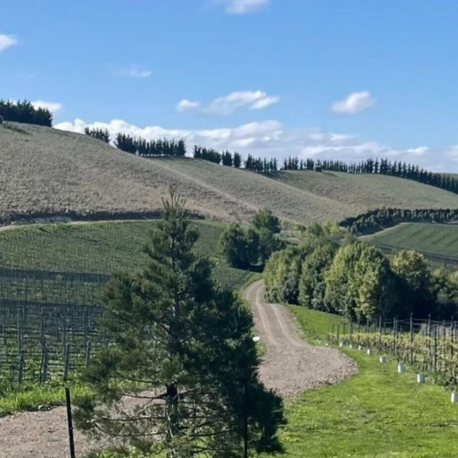 Normanby Fine Wines