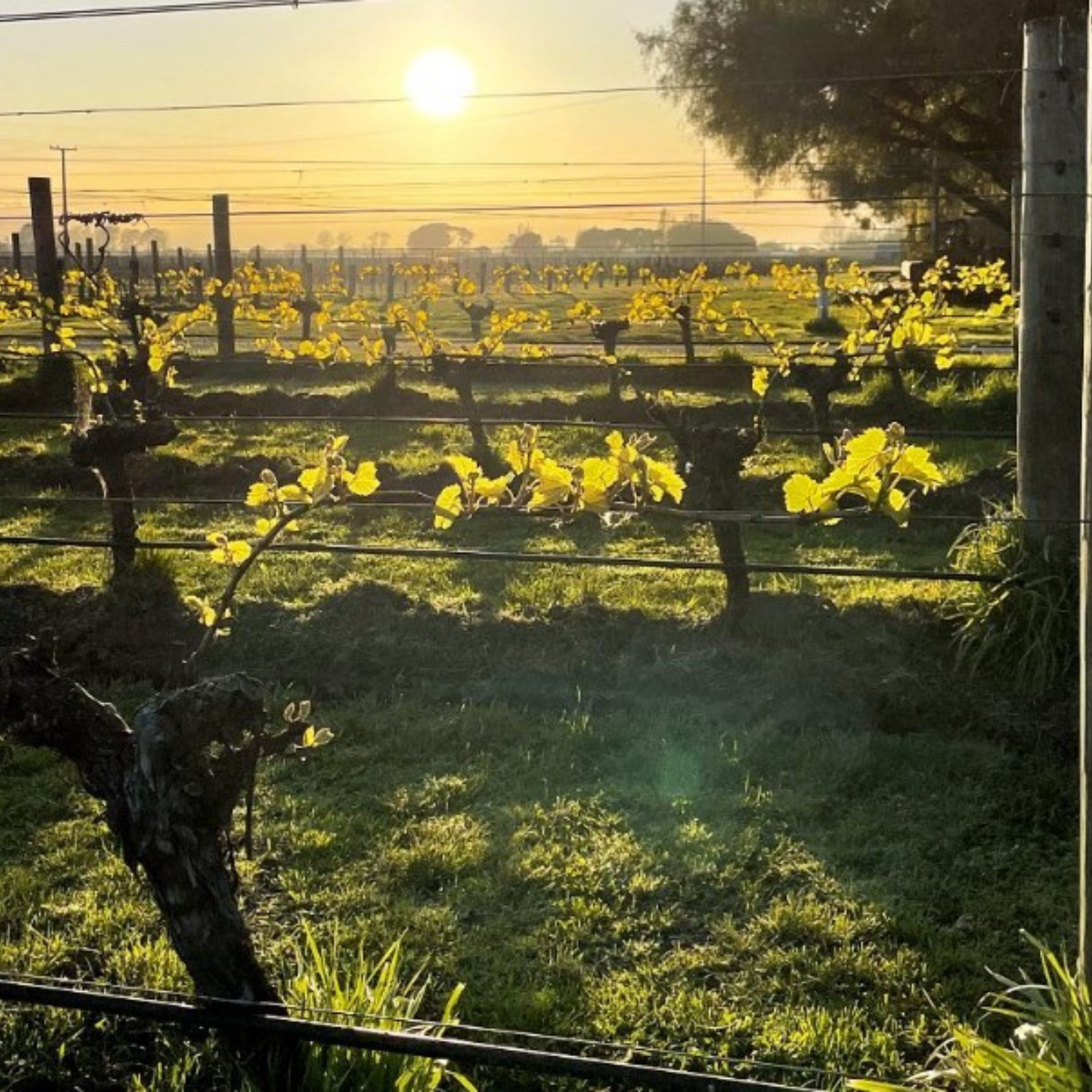 Normanby Fine Wines
