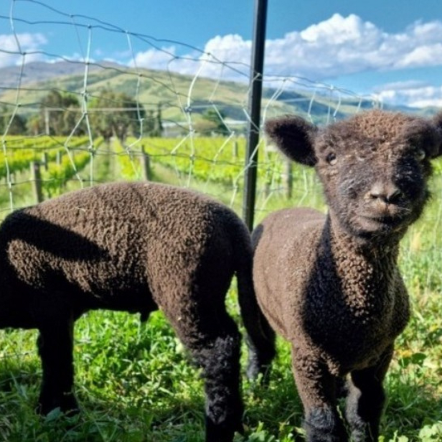 Normanby Fine Wines