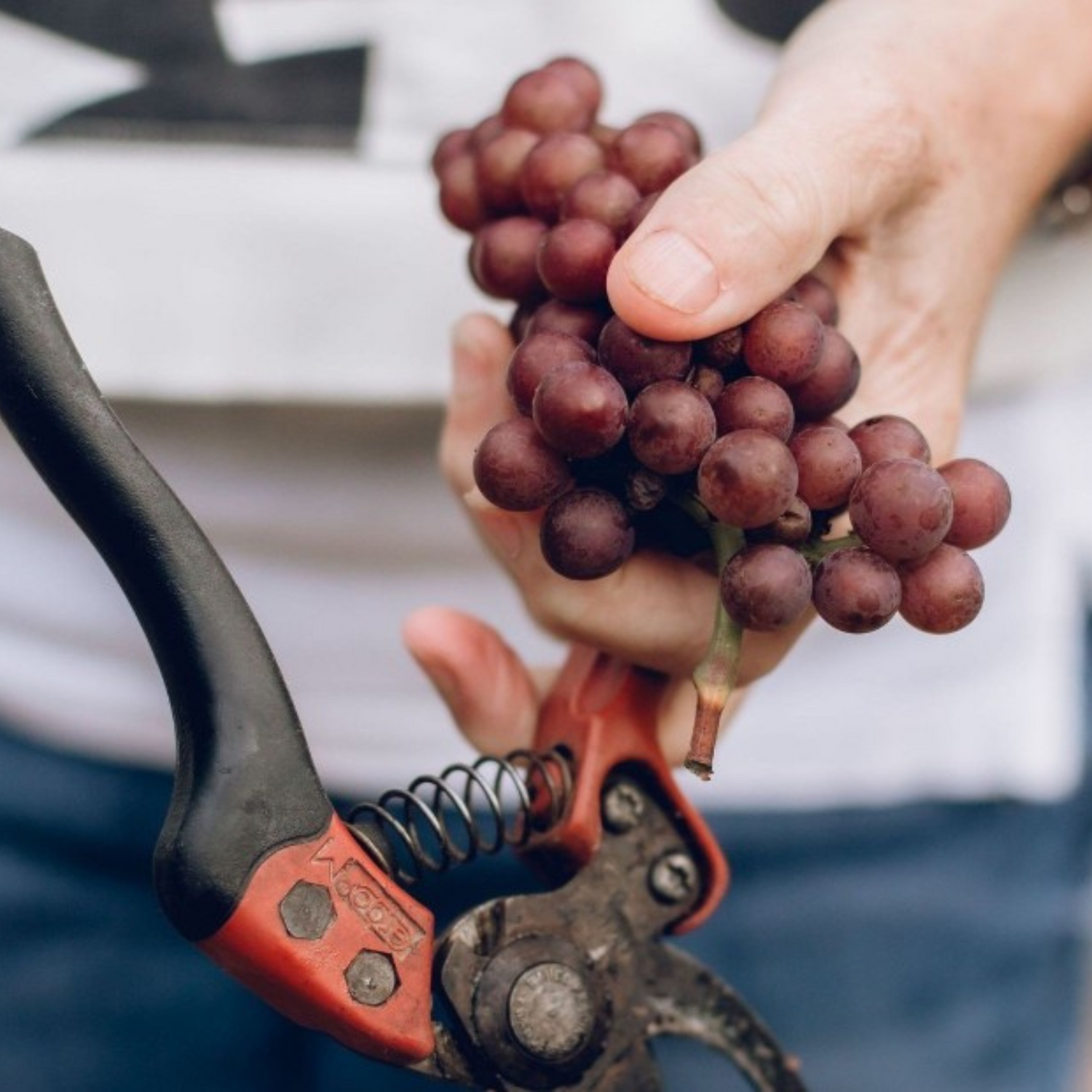 Normanby Fine Wines
