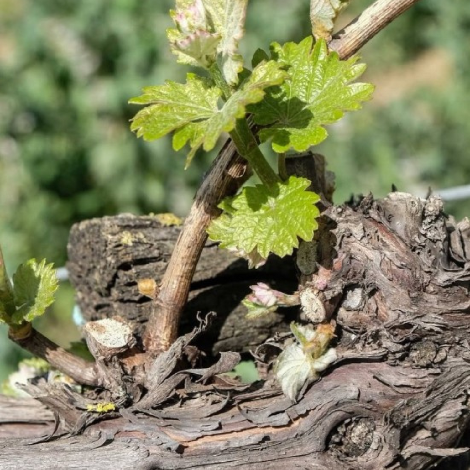 Normanby Fine Wines