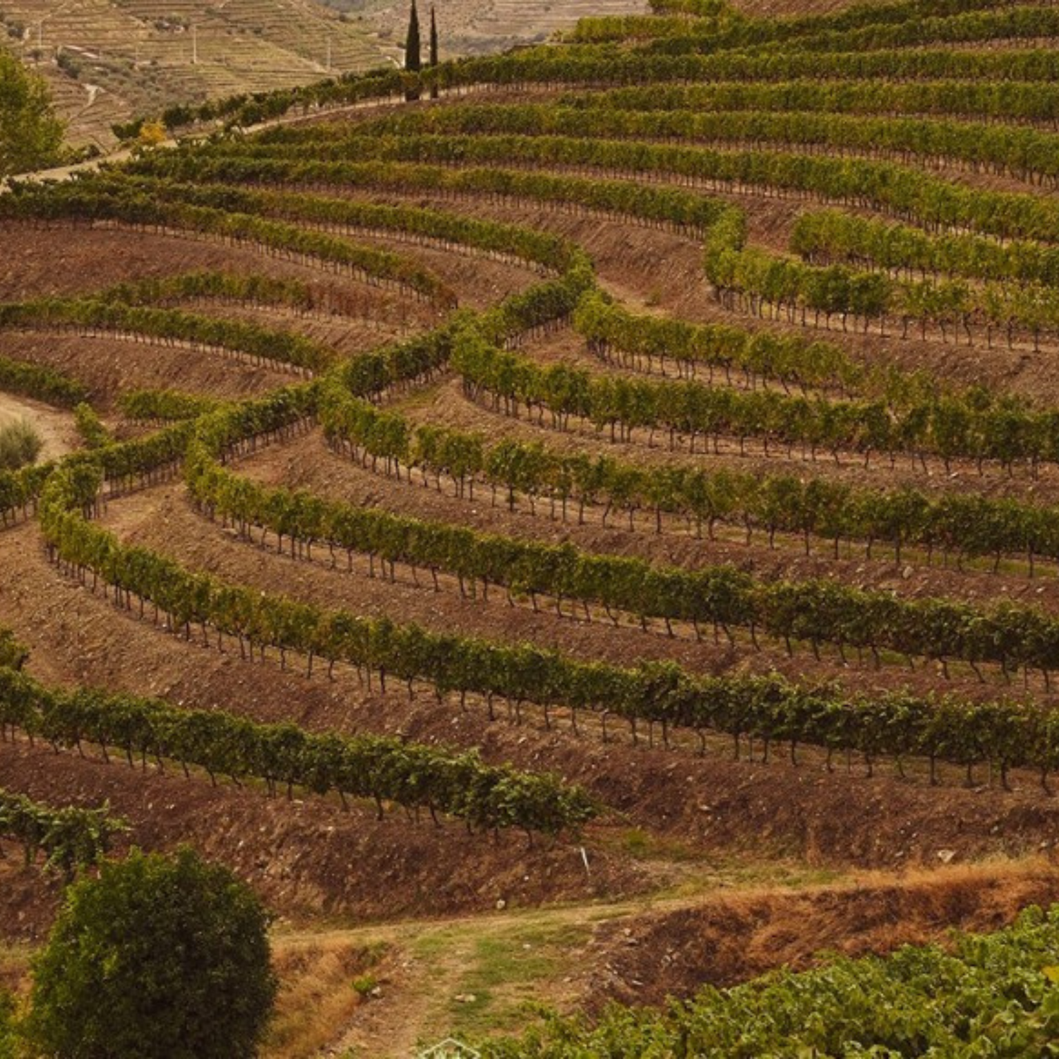 Normanby Fine Wines