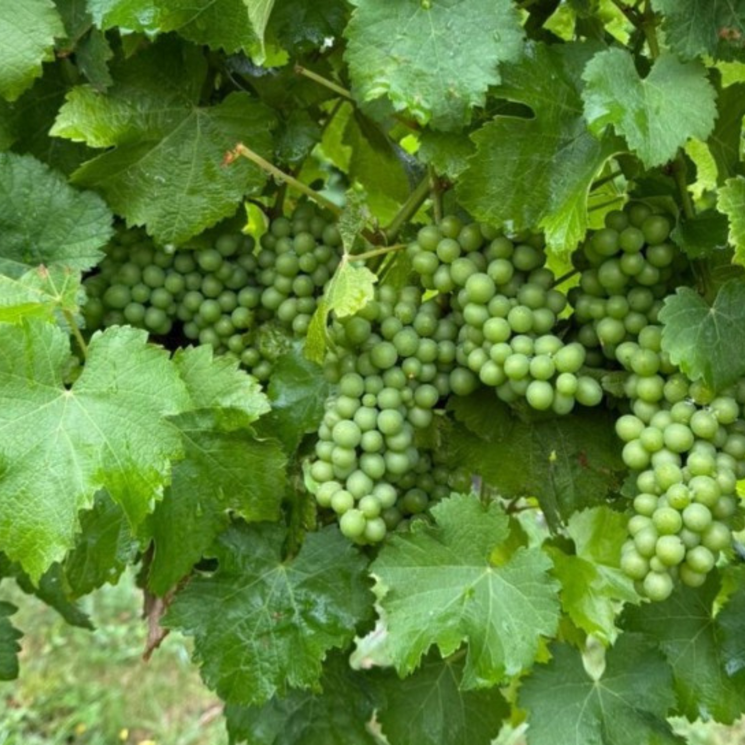Normanby Fine Wines