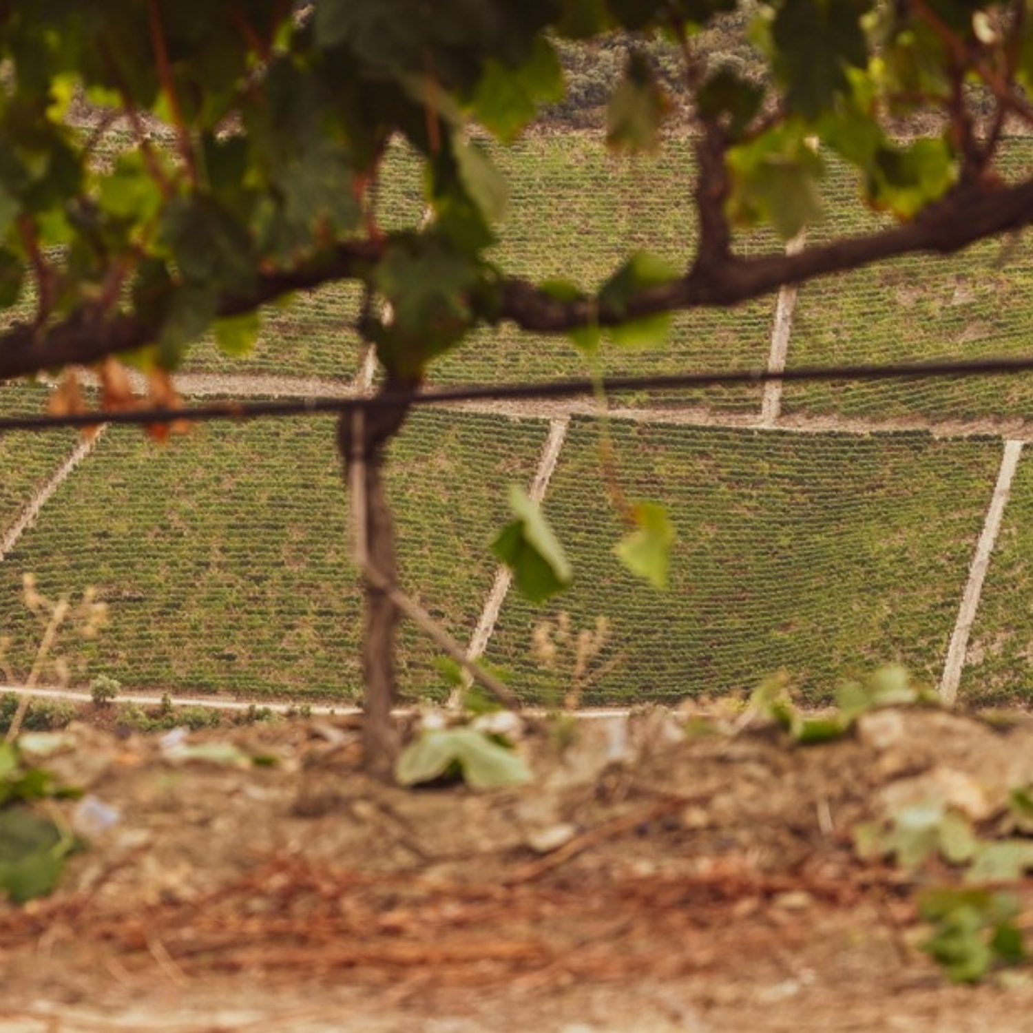 Normanby Fine Wines