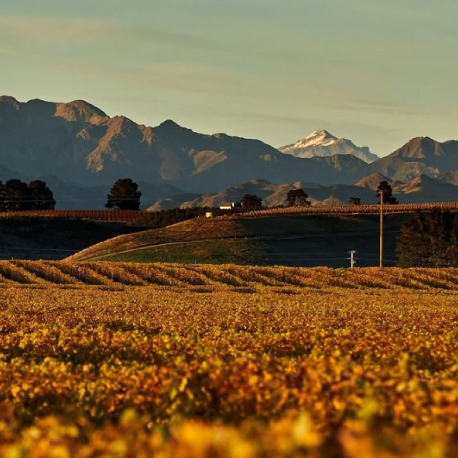 Normanby Fine Wines