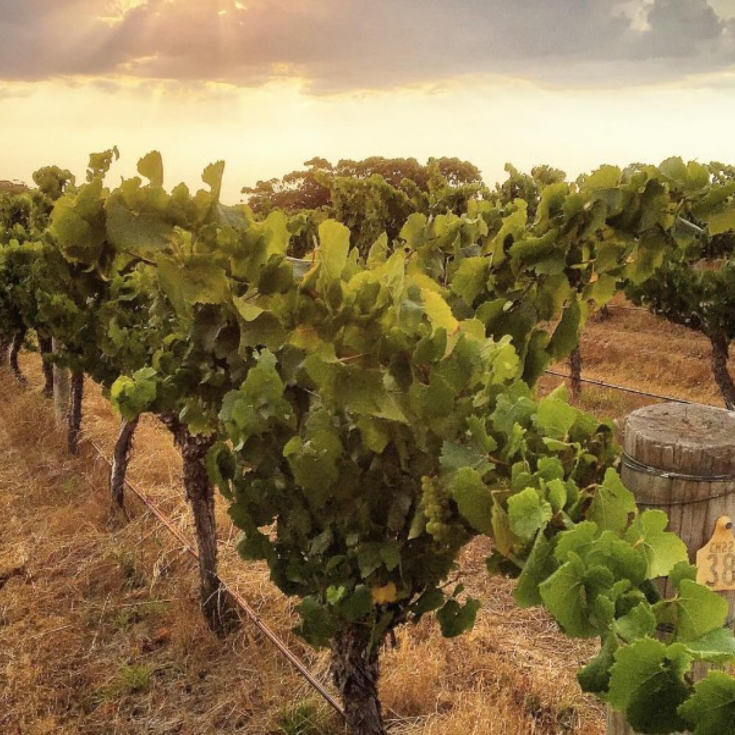 Normanby Fine Wines