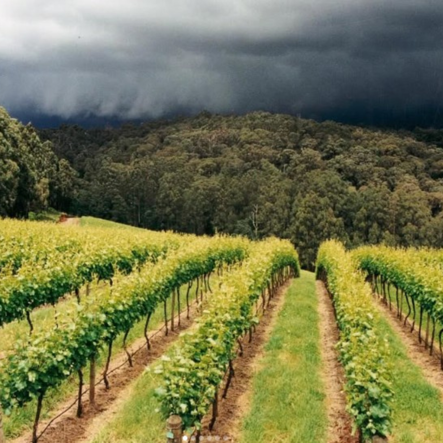 Normanby Fine Wines