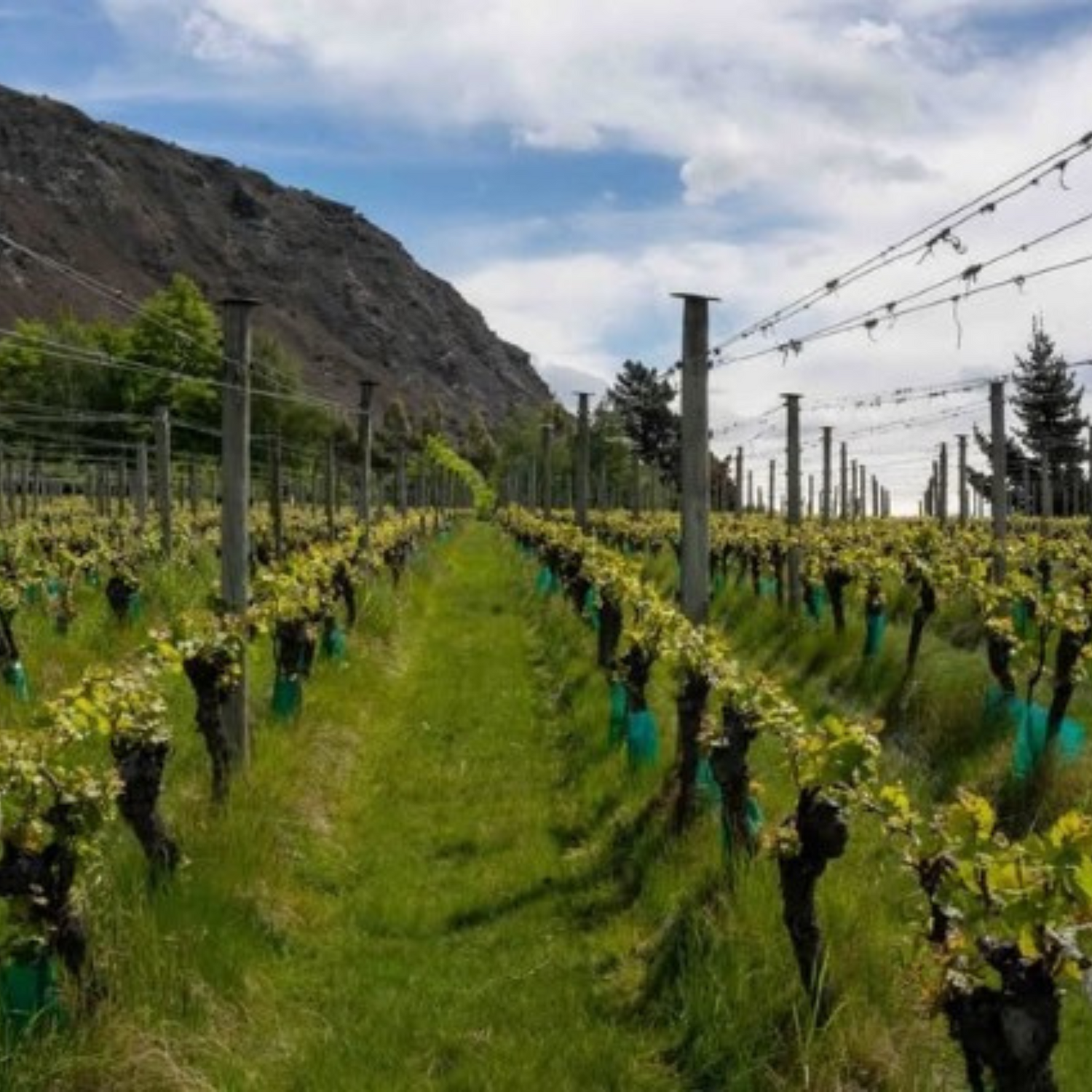 Normanby Fine Wines