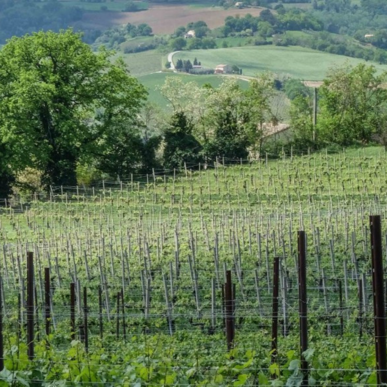 Normanby Fine Wines