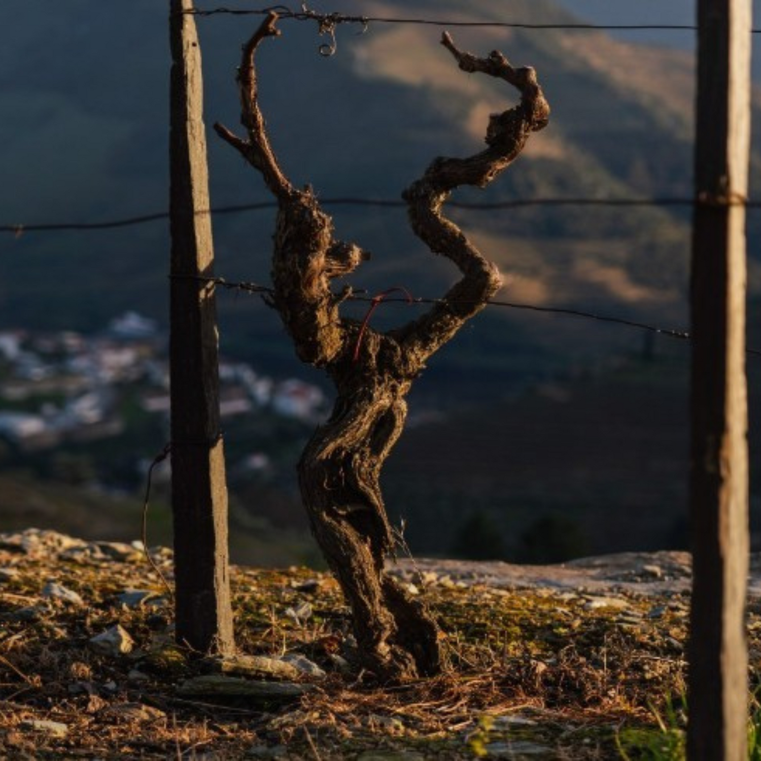 Normanby Fine Wines