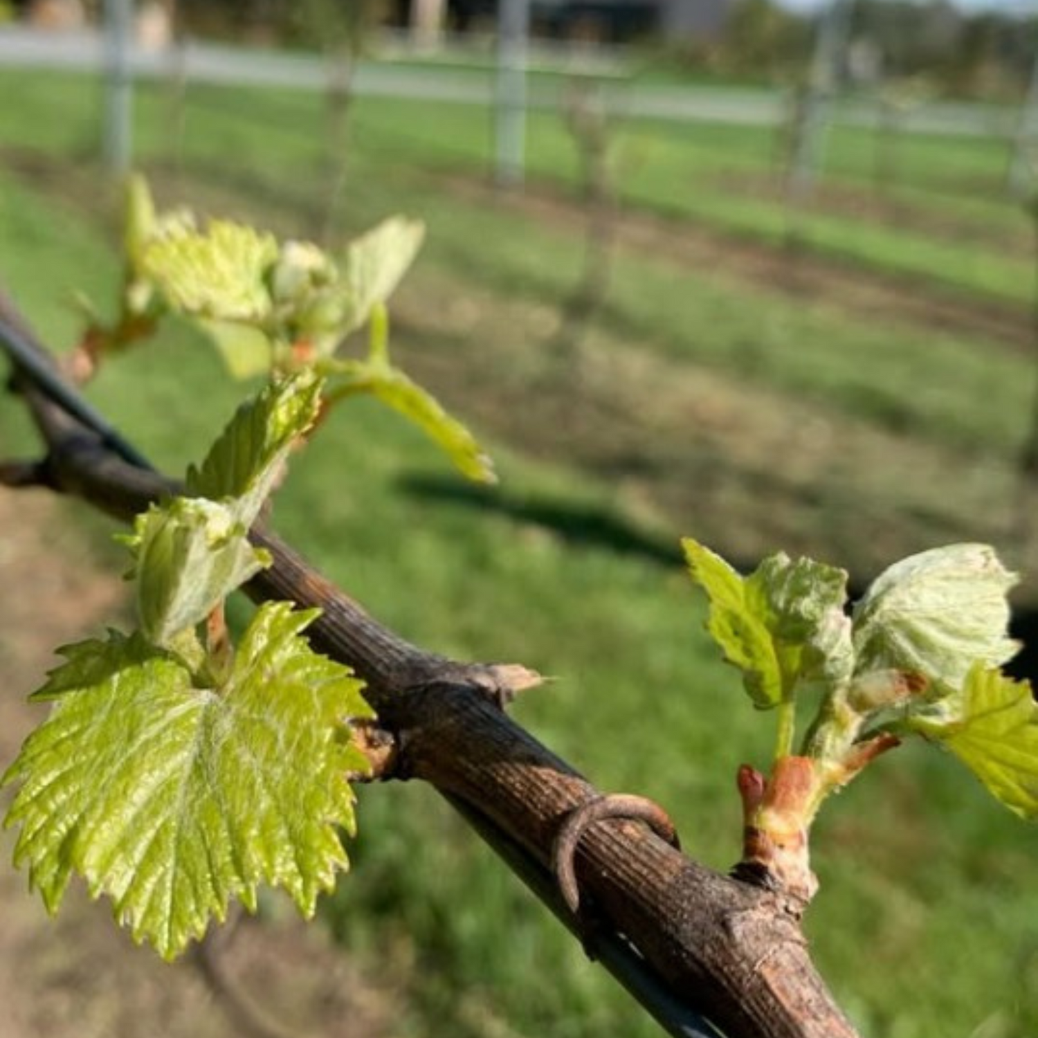 Normanby Fine Wines