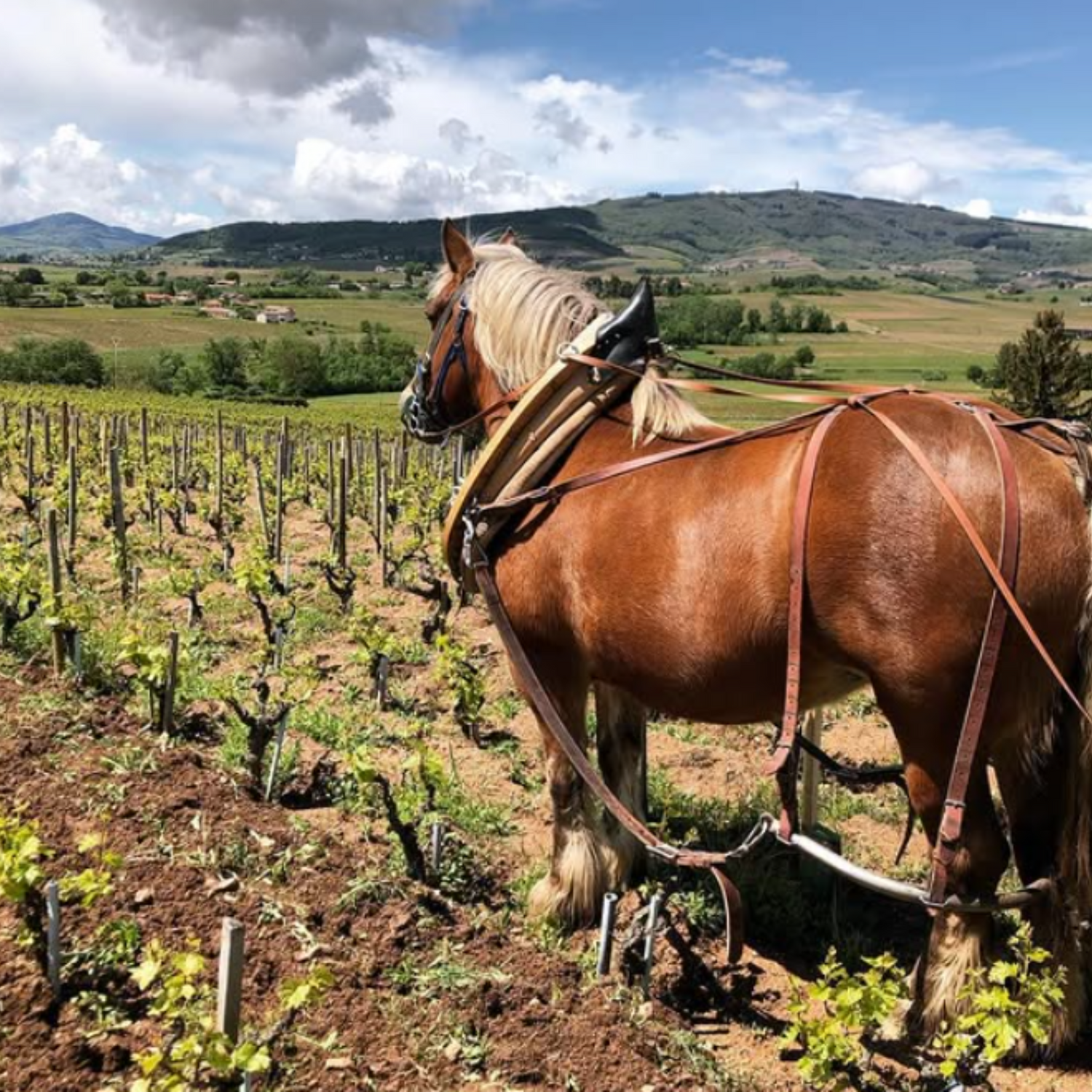 Normanby Fine Wines