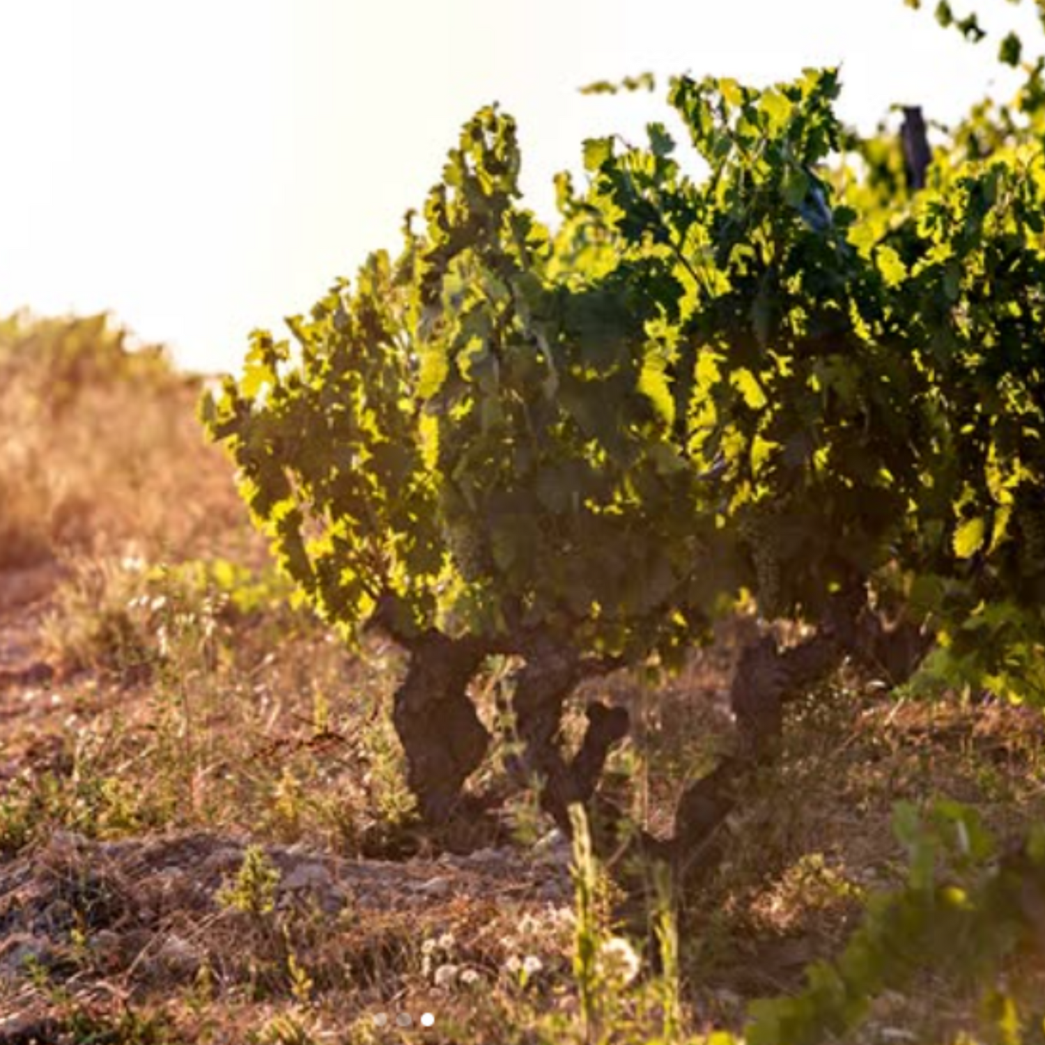 Normanby Fine Wines