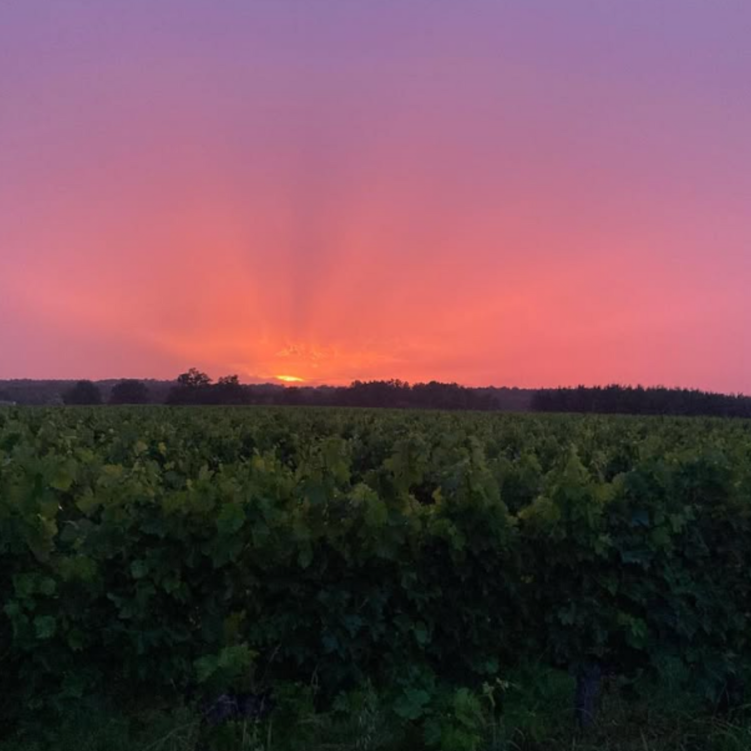 Normanby Fine Wines
