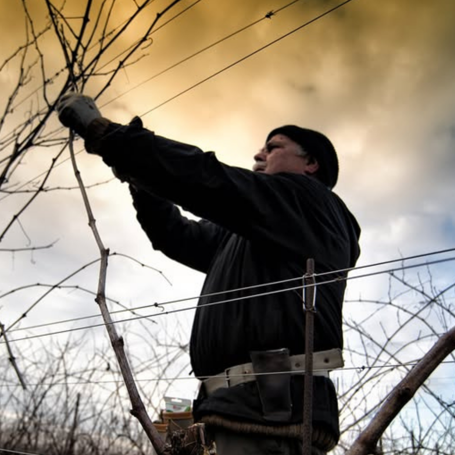 Normanby Fine Wines