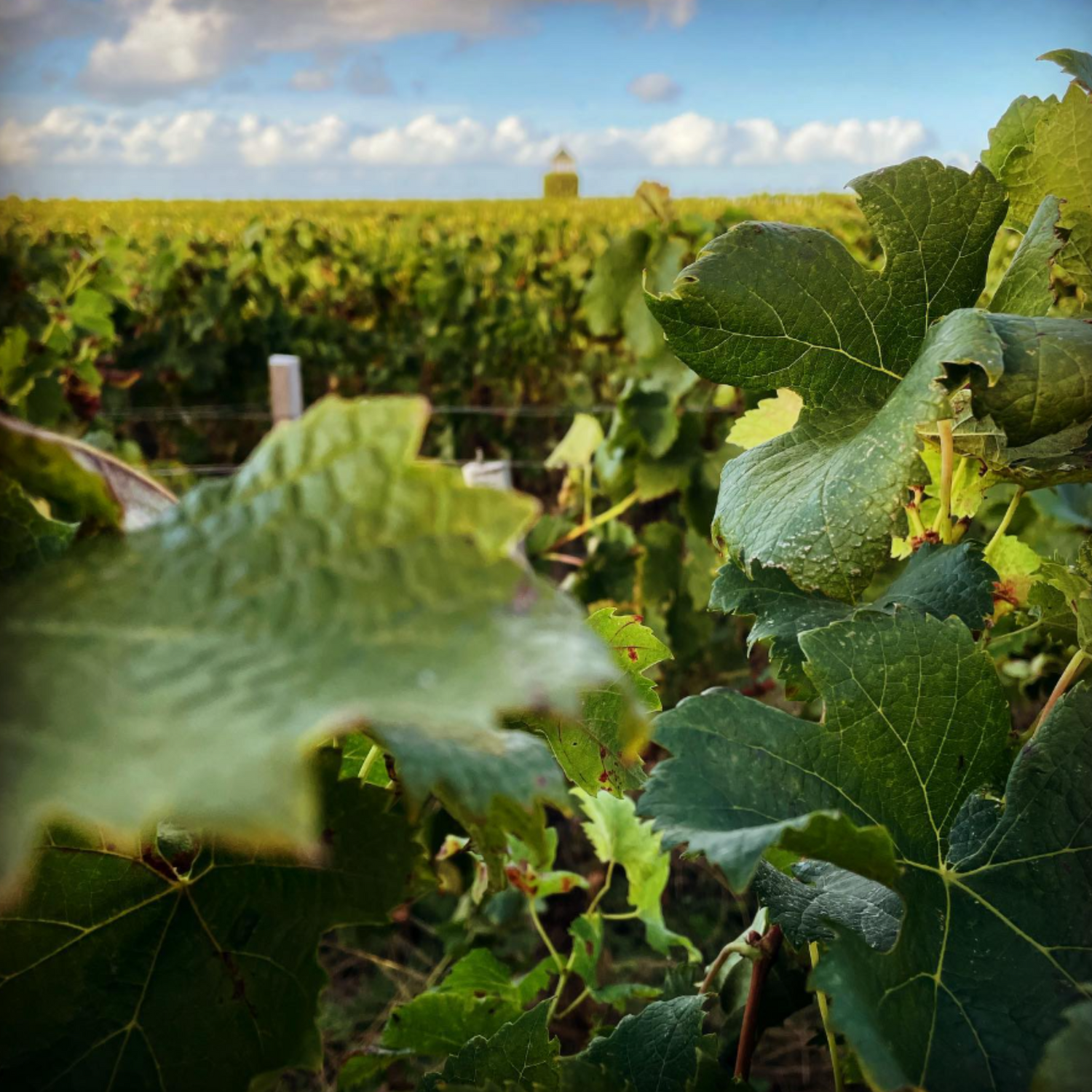 Normanby Fine Wines