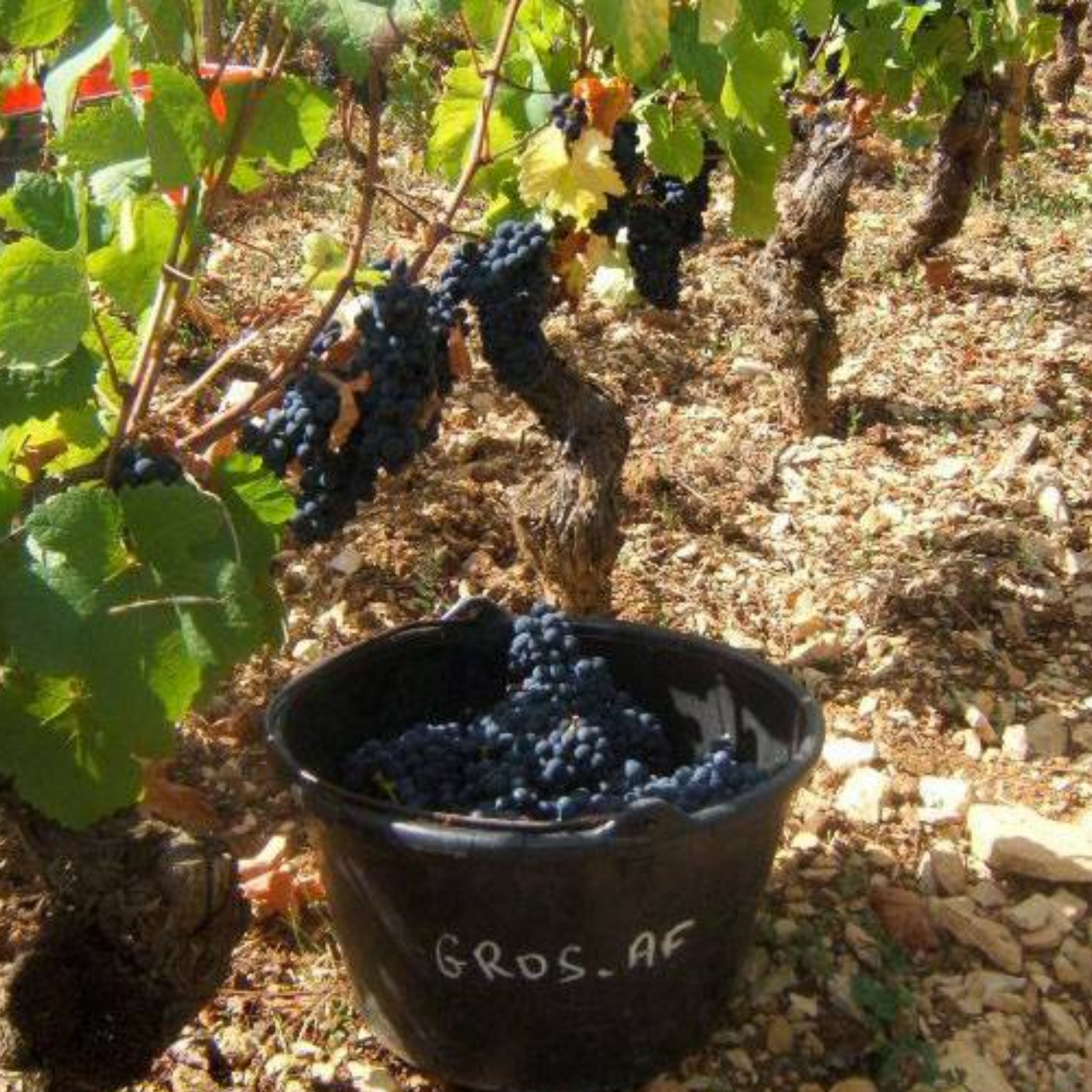 Normanby Fine Wines