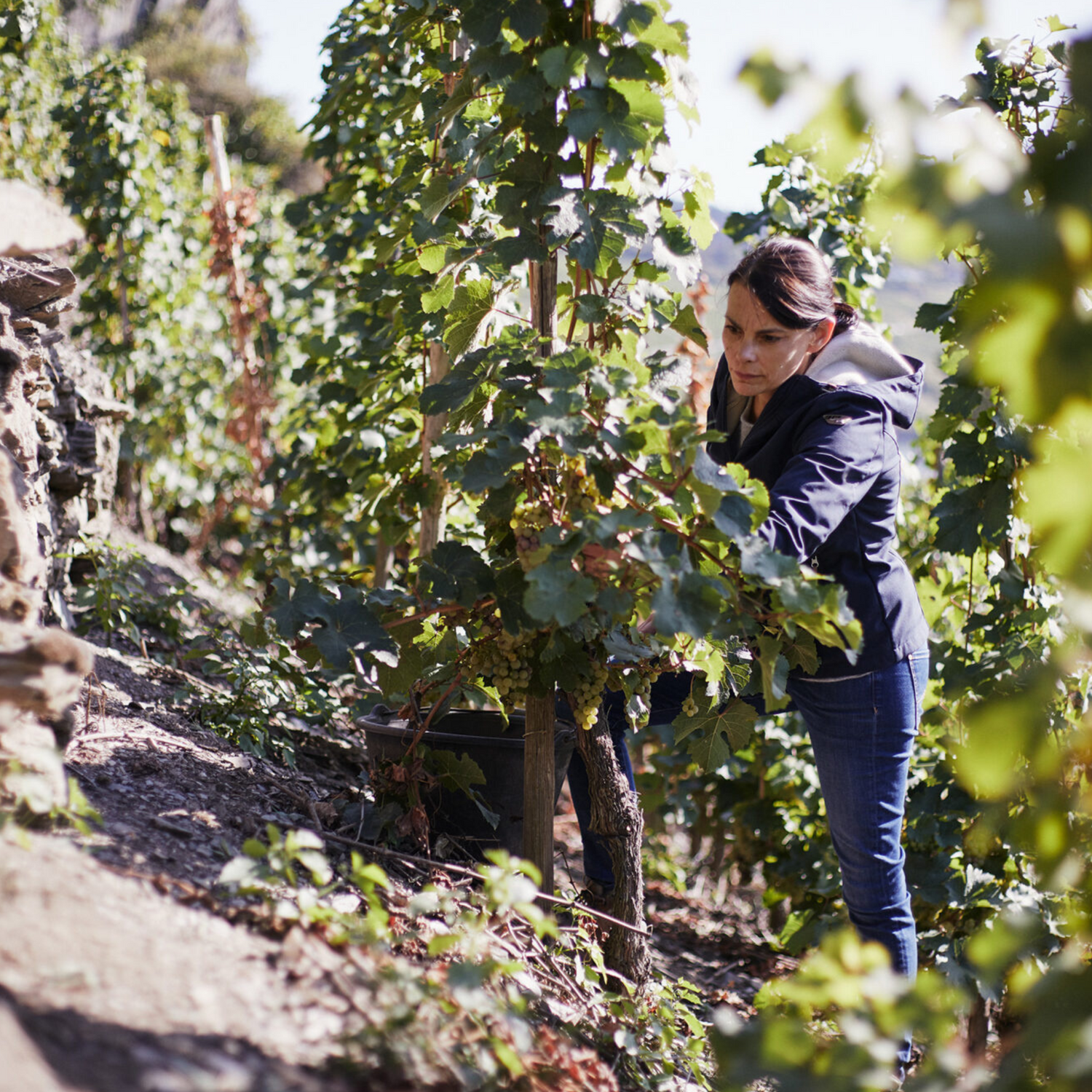 Normanby Fine Wines