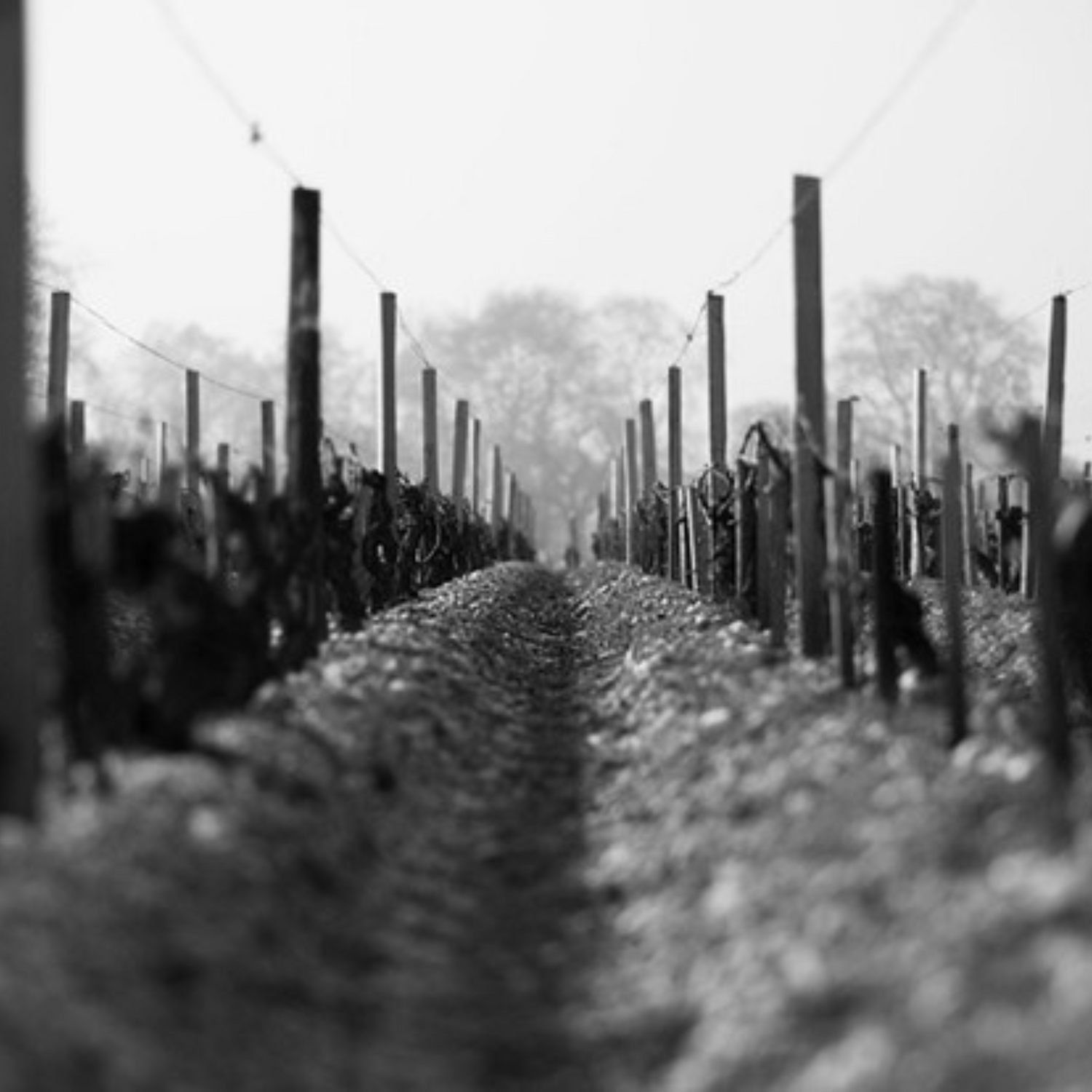 Normanby Fine Wines