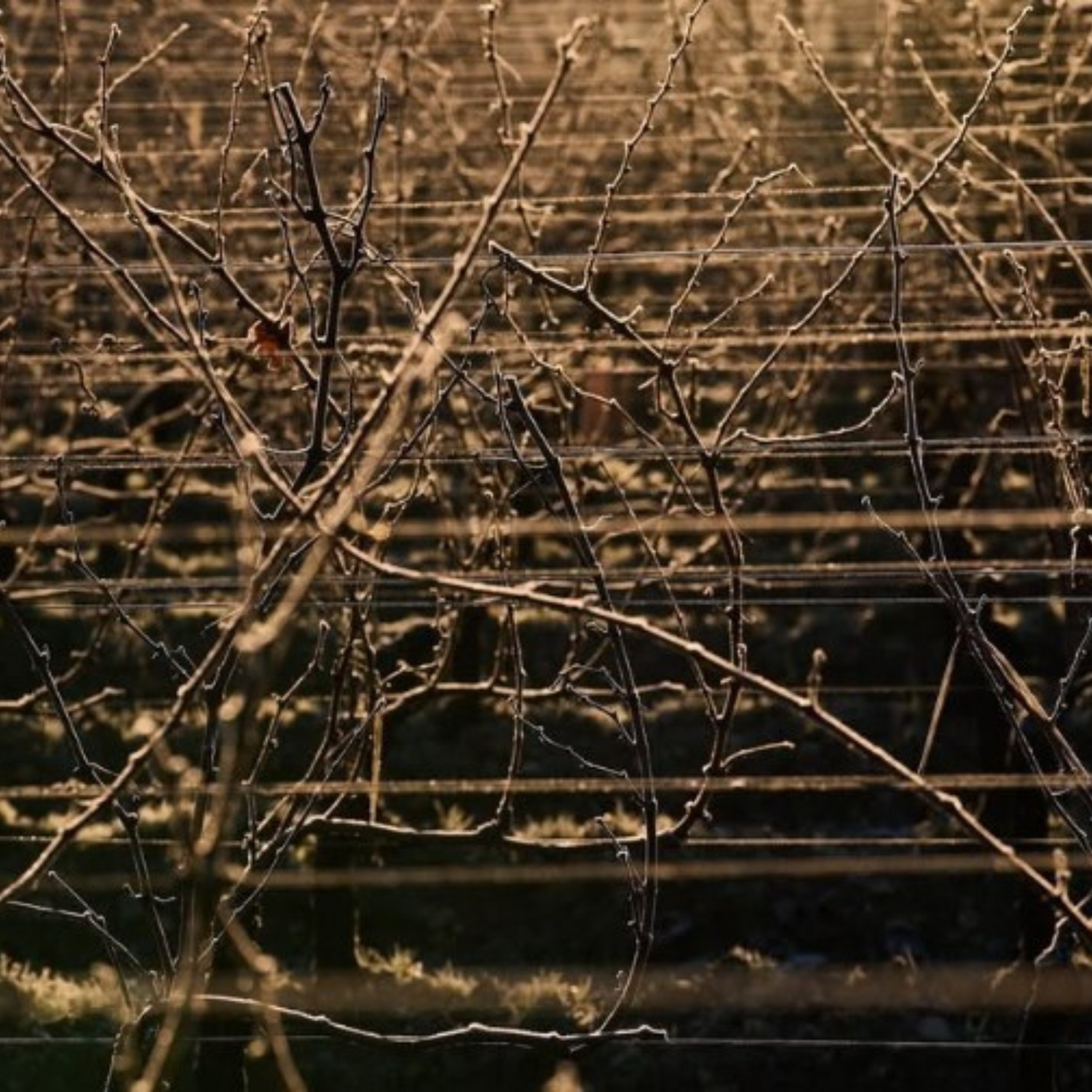 Normanby Fine Wines