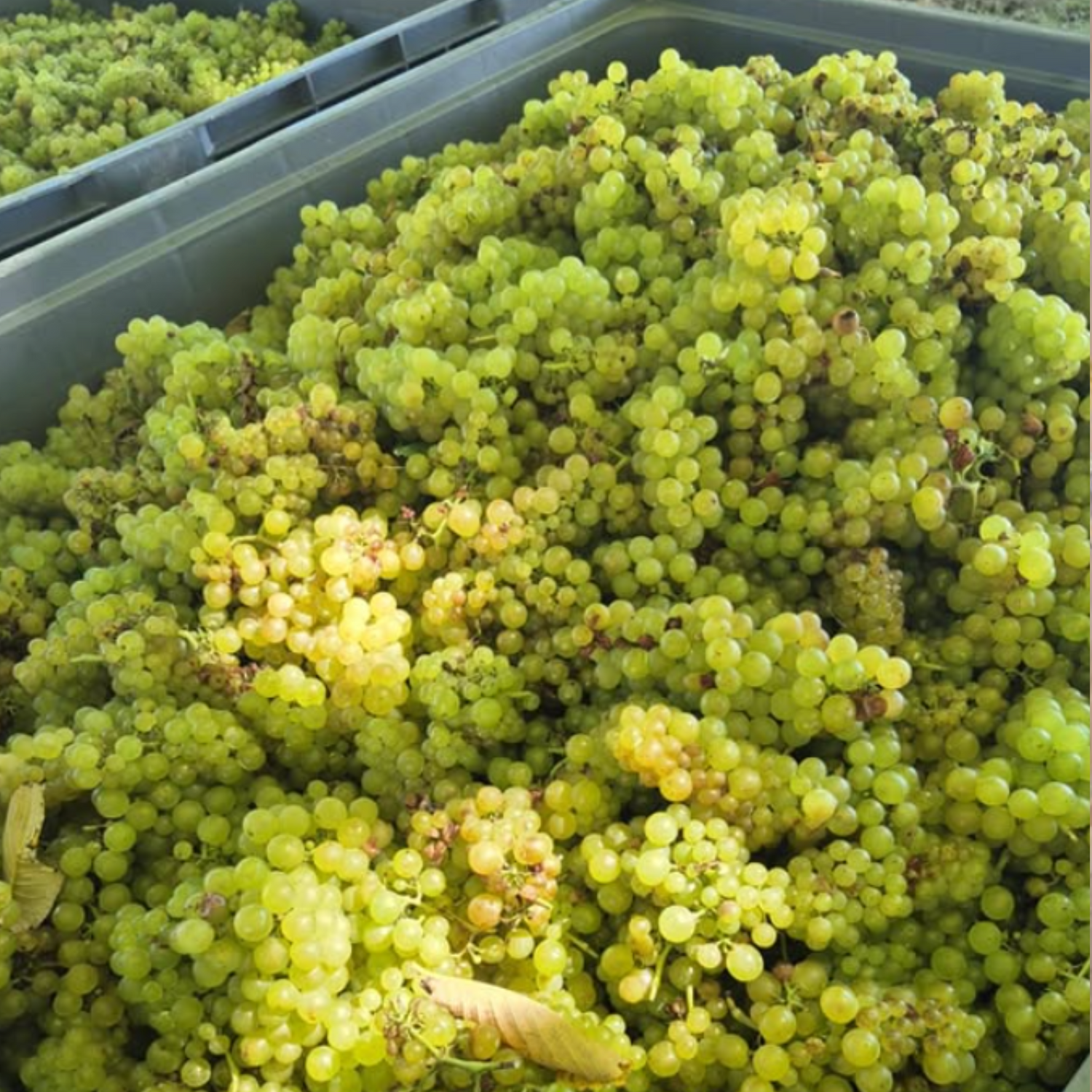Normanby Fine Wines