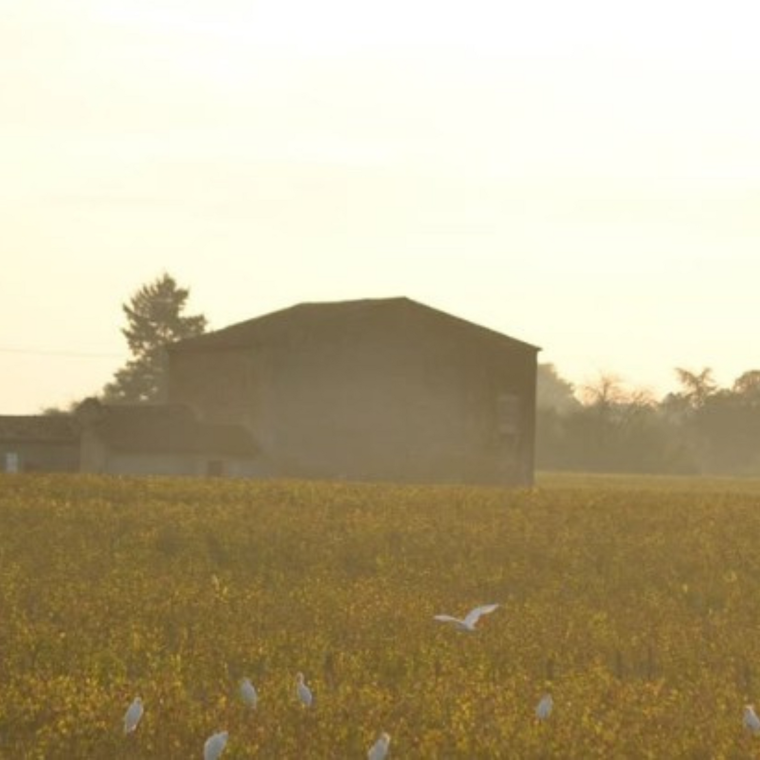 Normanby Fine Wines