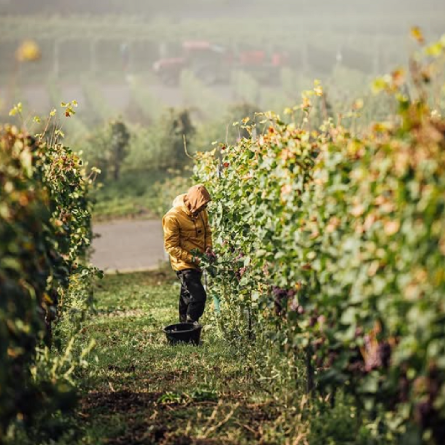 Normanby Fine Wines