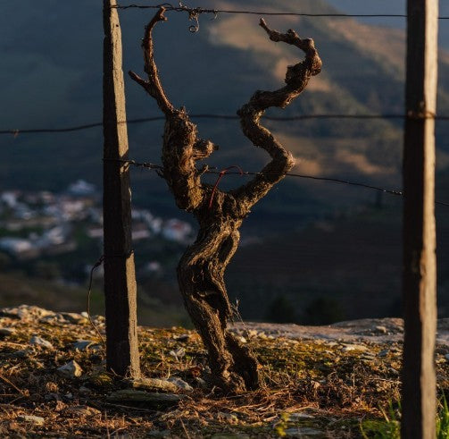 Normanby Fine Wines