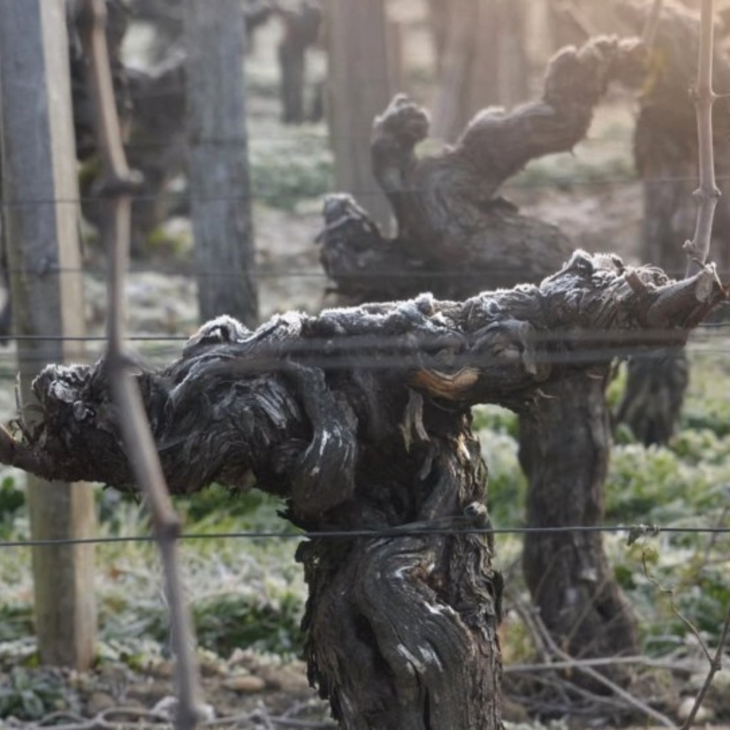 Normanby Fine Wines