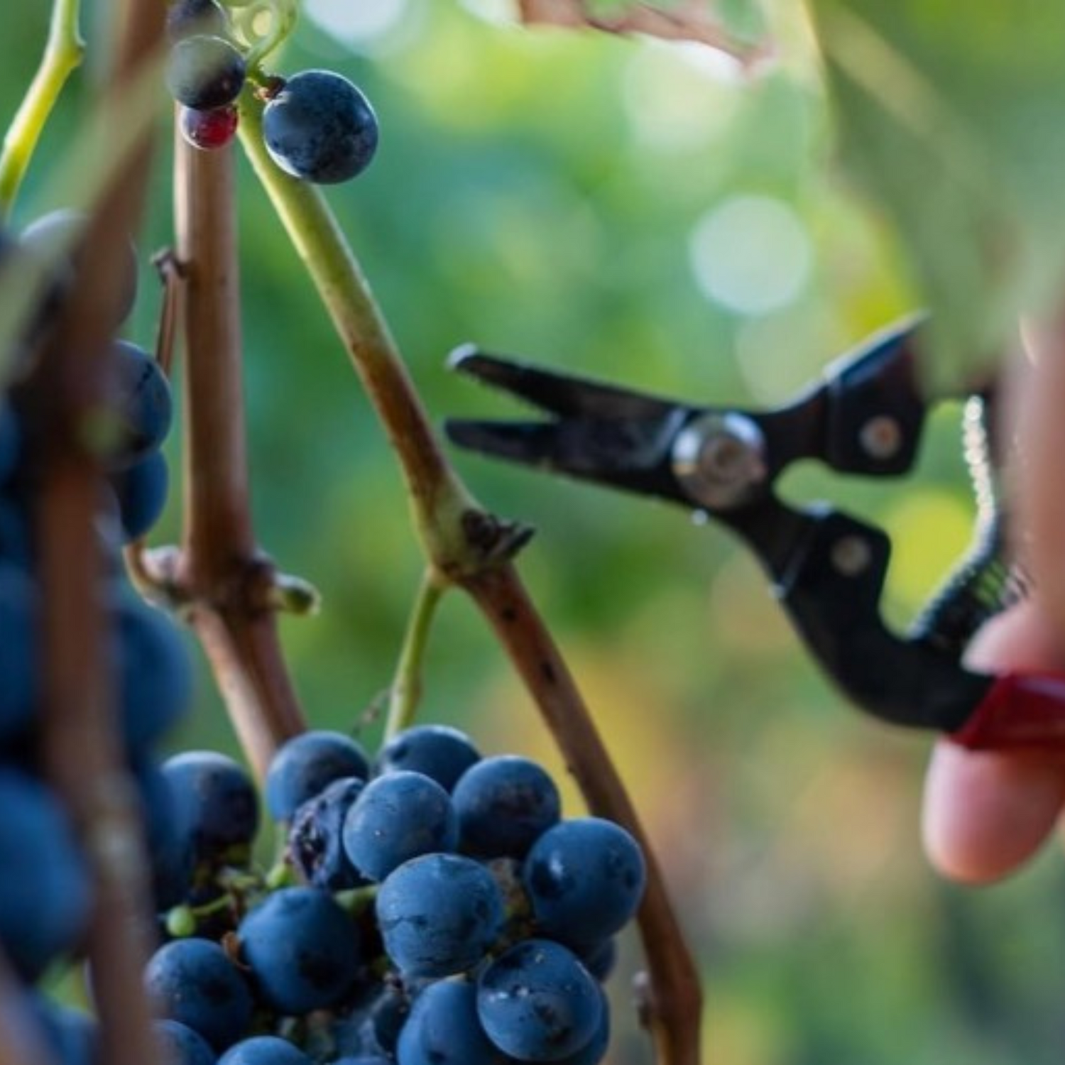 Normanby Fine Wines