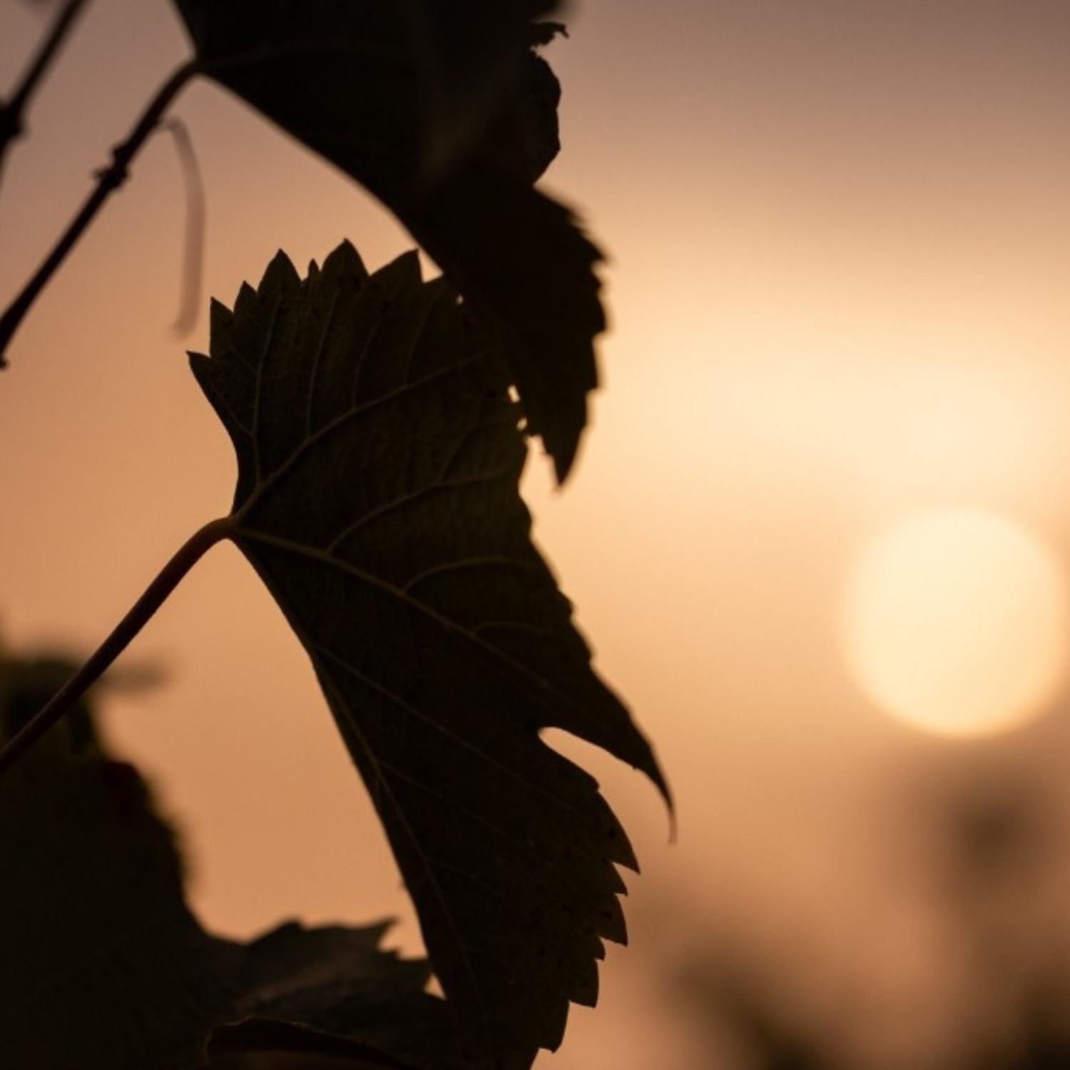 Normanby Fine Wines
