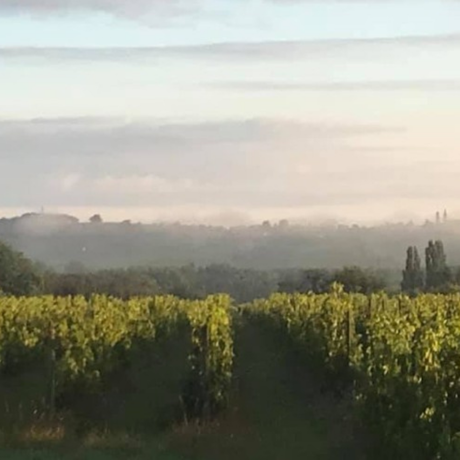 Normanby Fine Wines