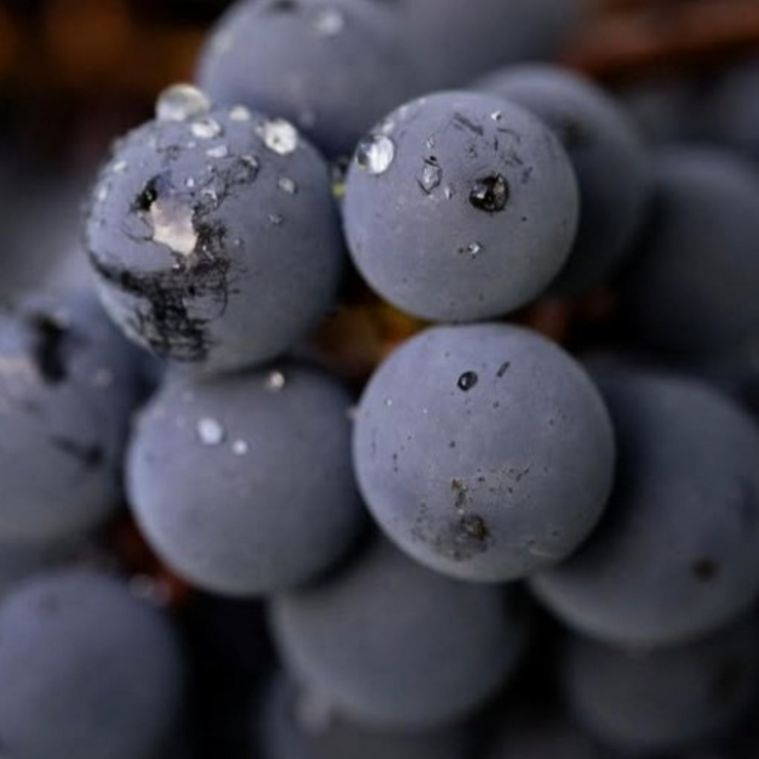 Normanby Fine Wines