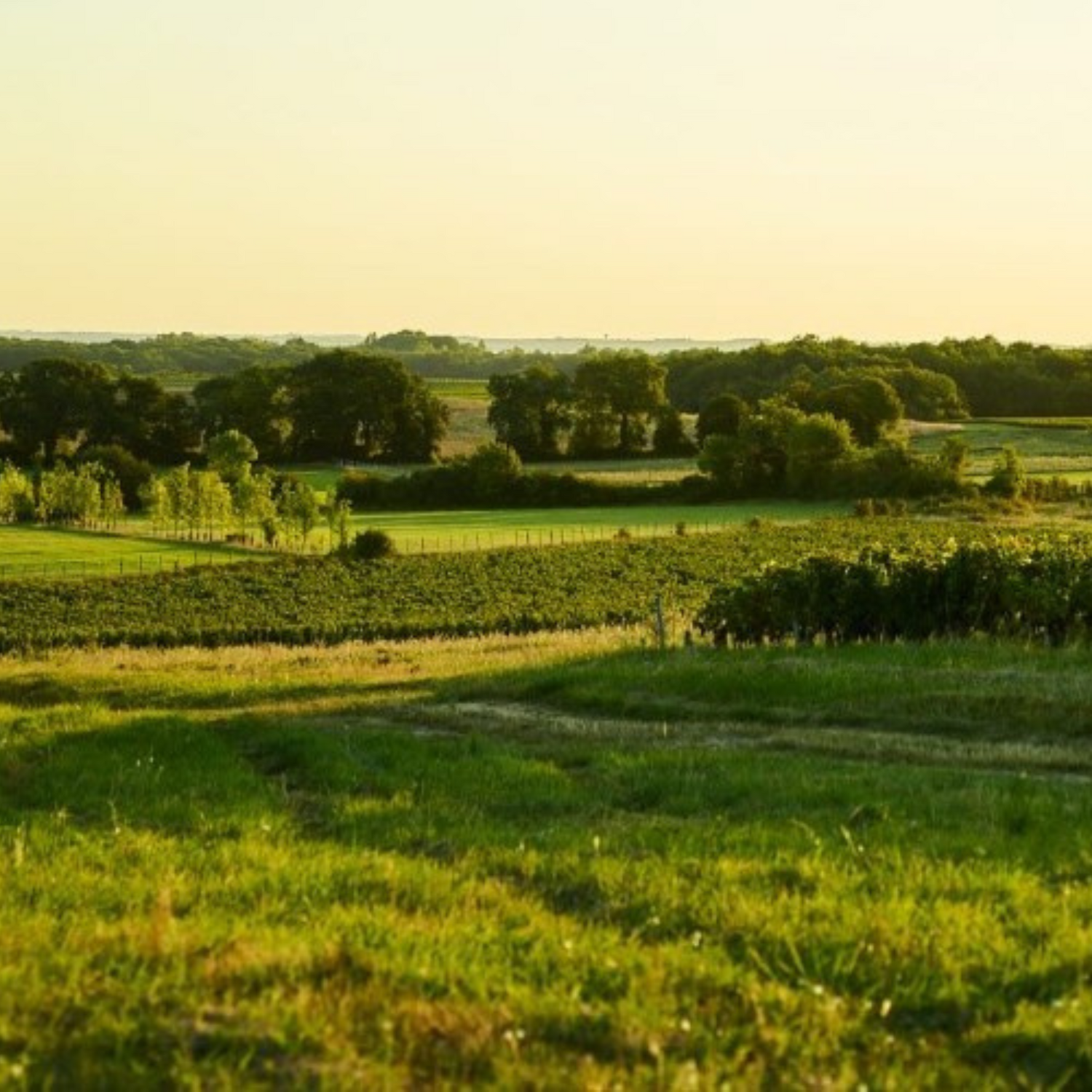 Normanby Fine Wines