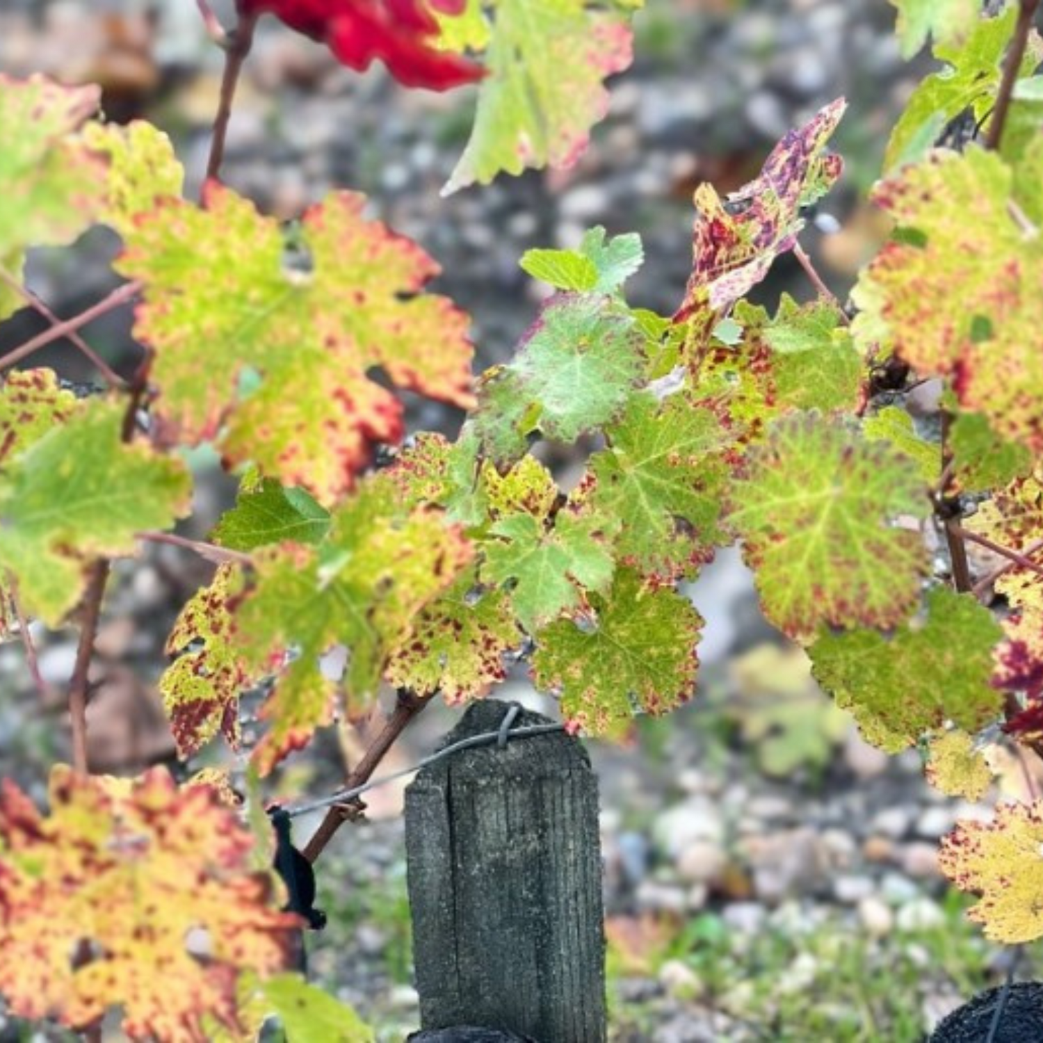 Normanby Fine Wines