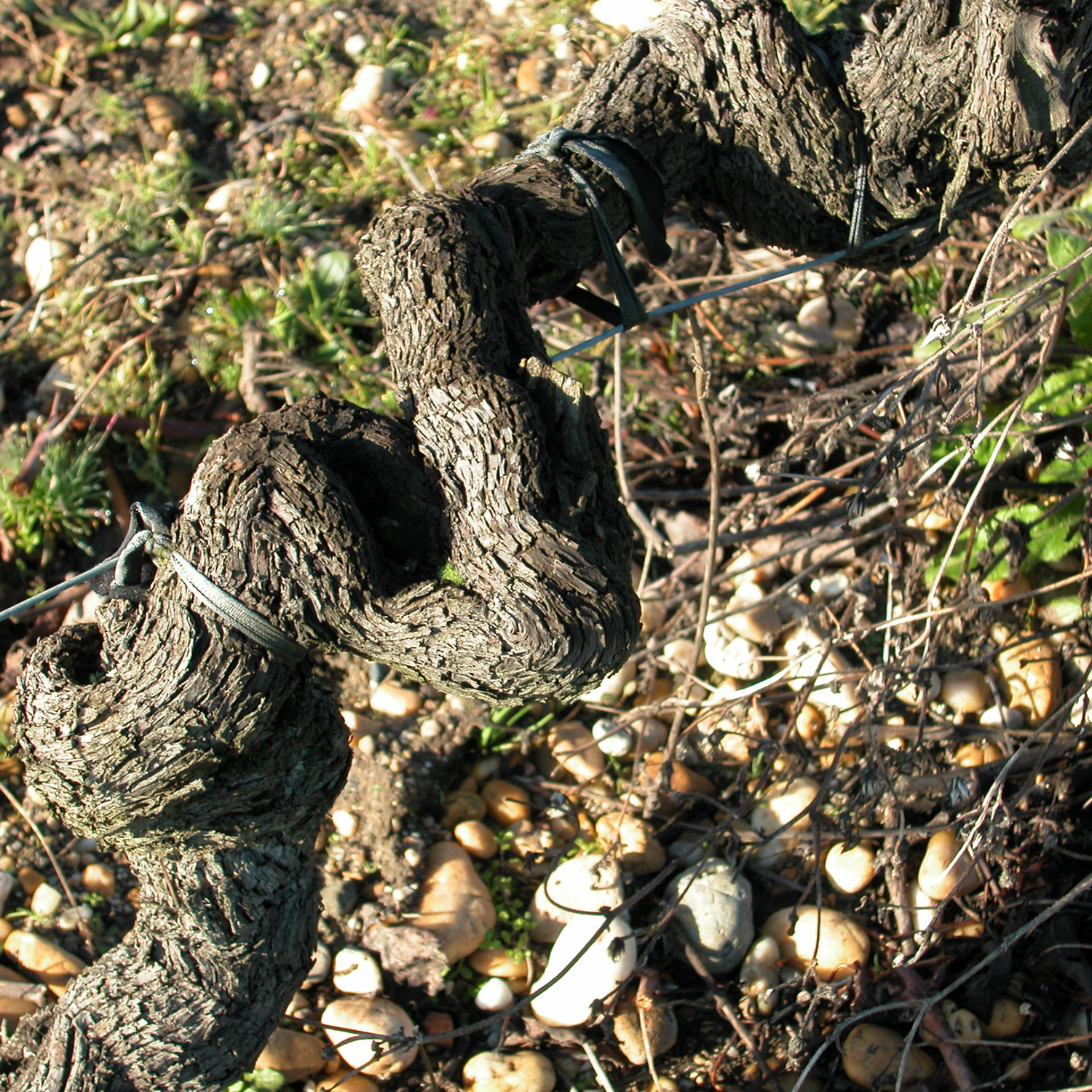 Normanby Fine Wines