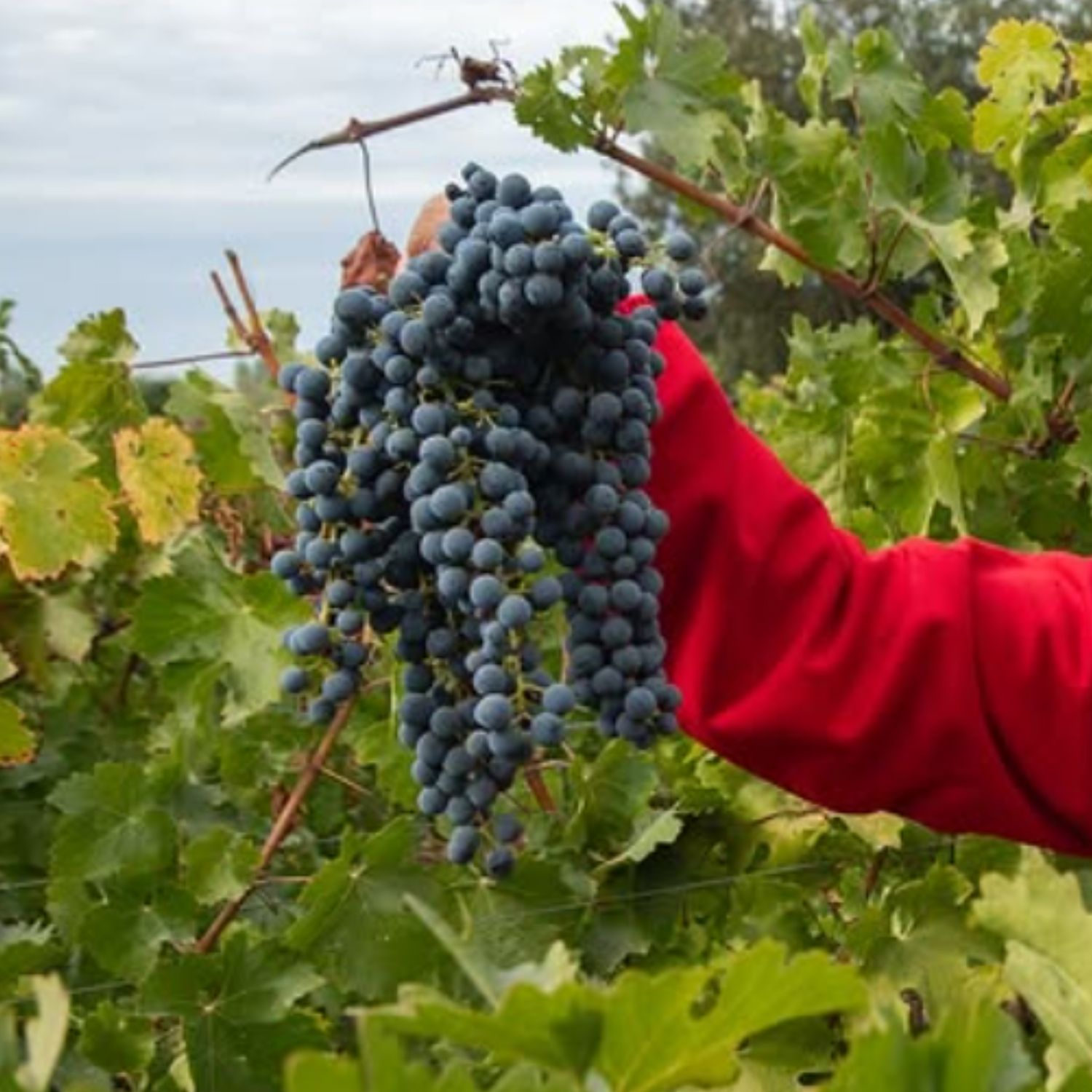 Normanby Fine Wines