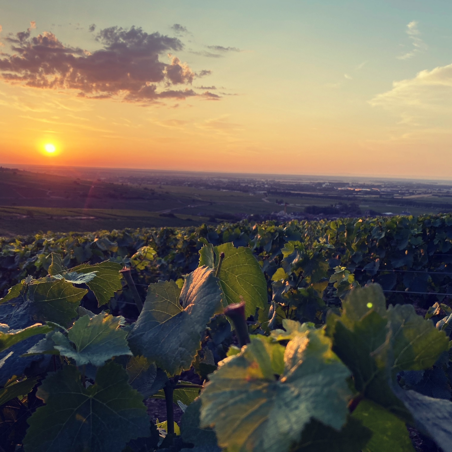 Normanby Fine Wines