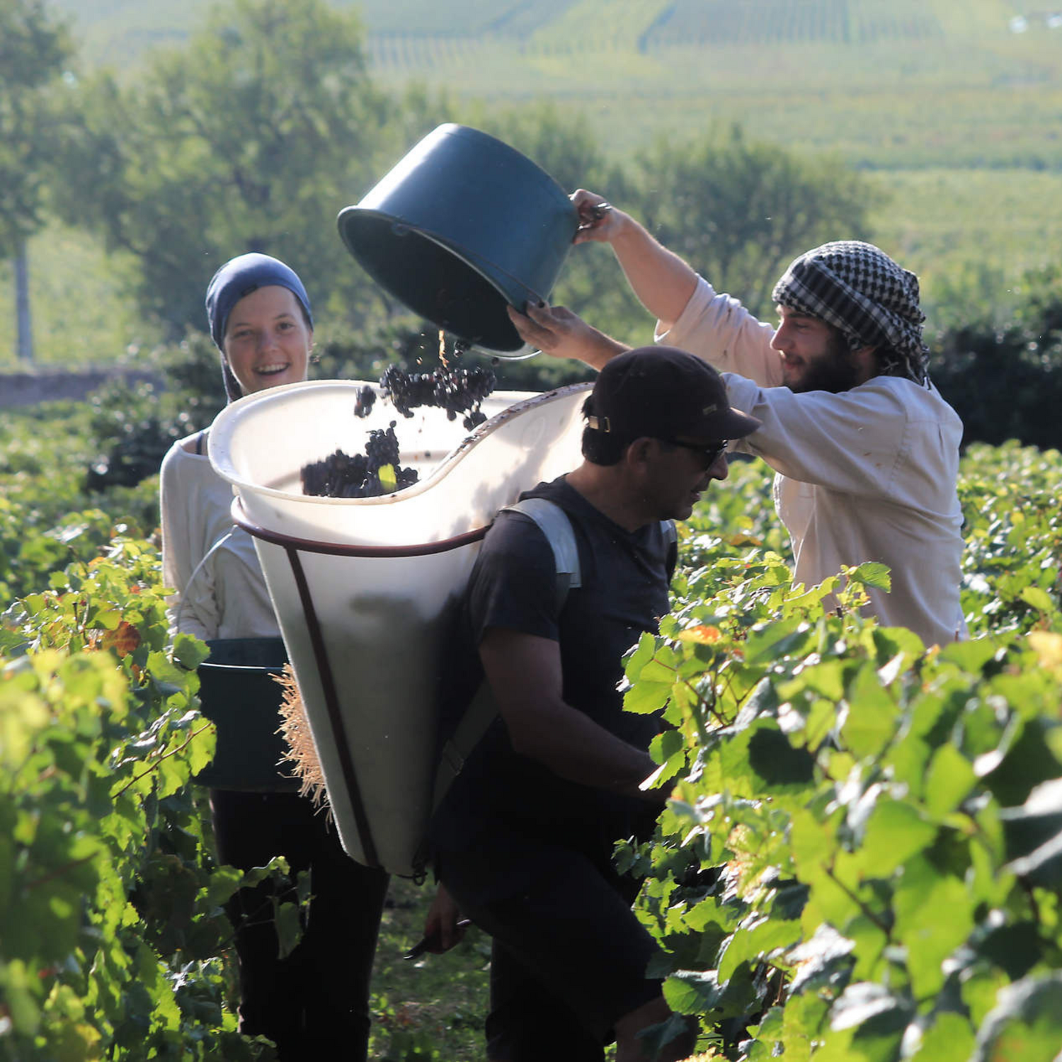 Normanby Fine Wines