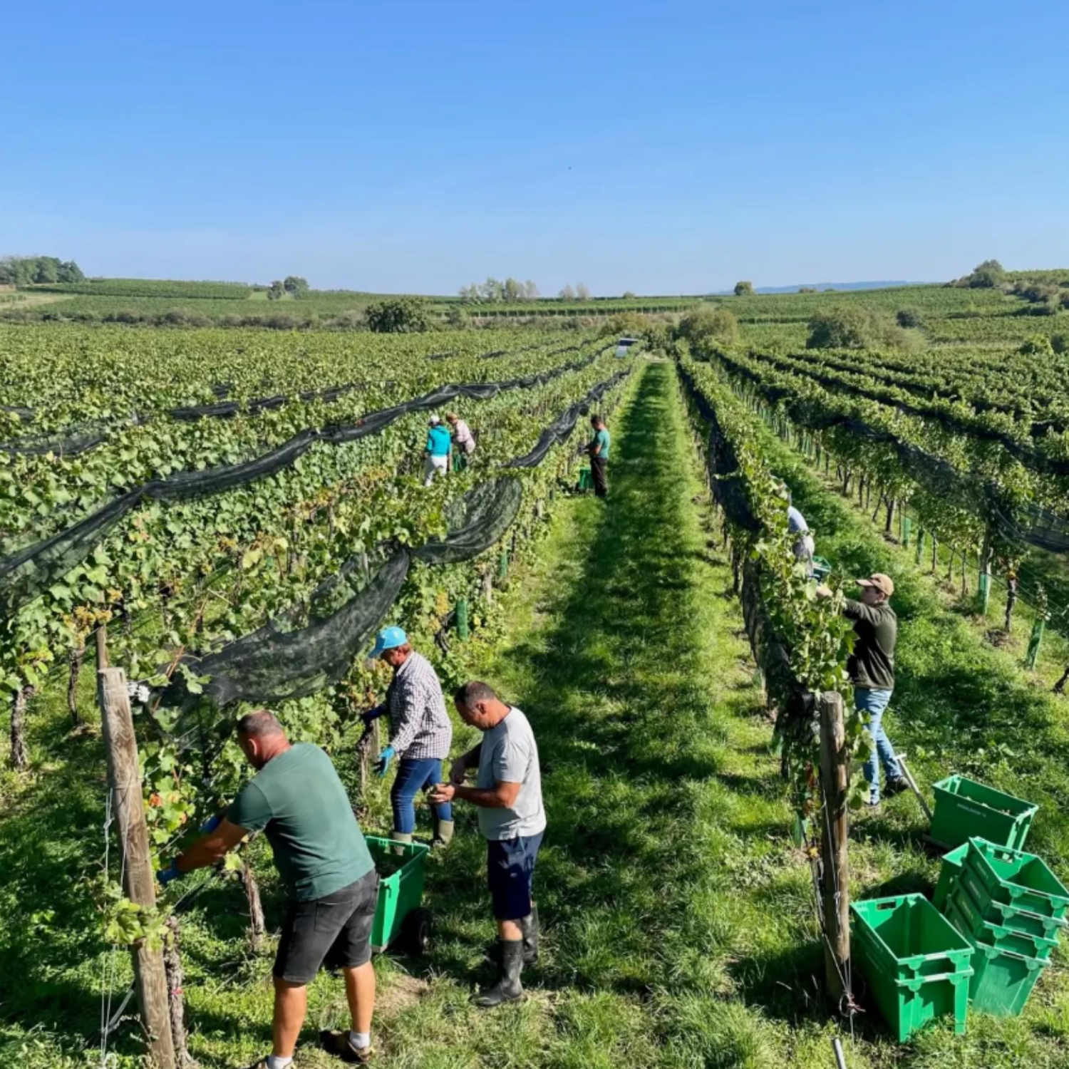 Normanby Fine Wines