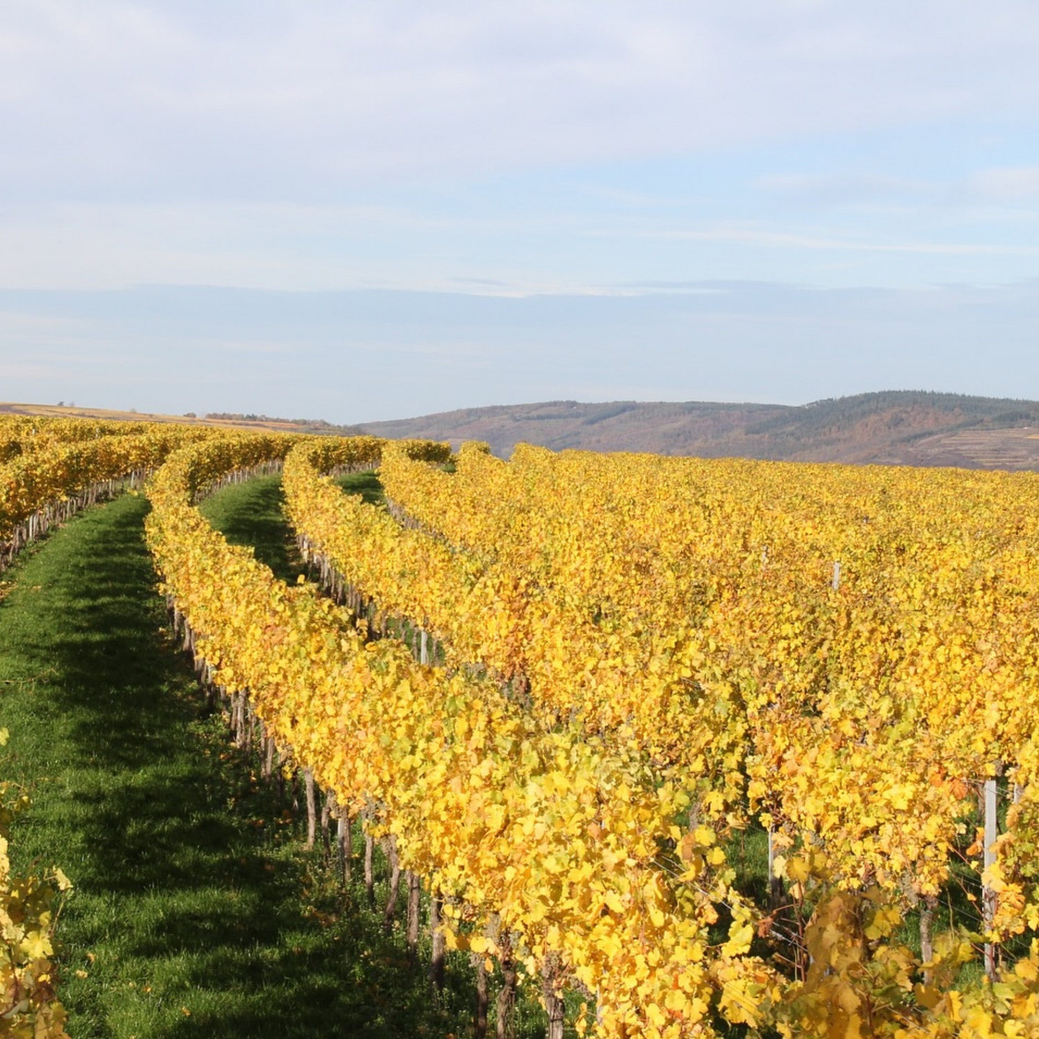 Normanby Fine Wines