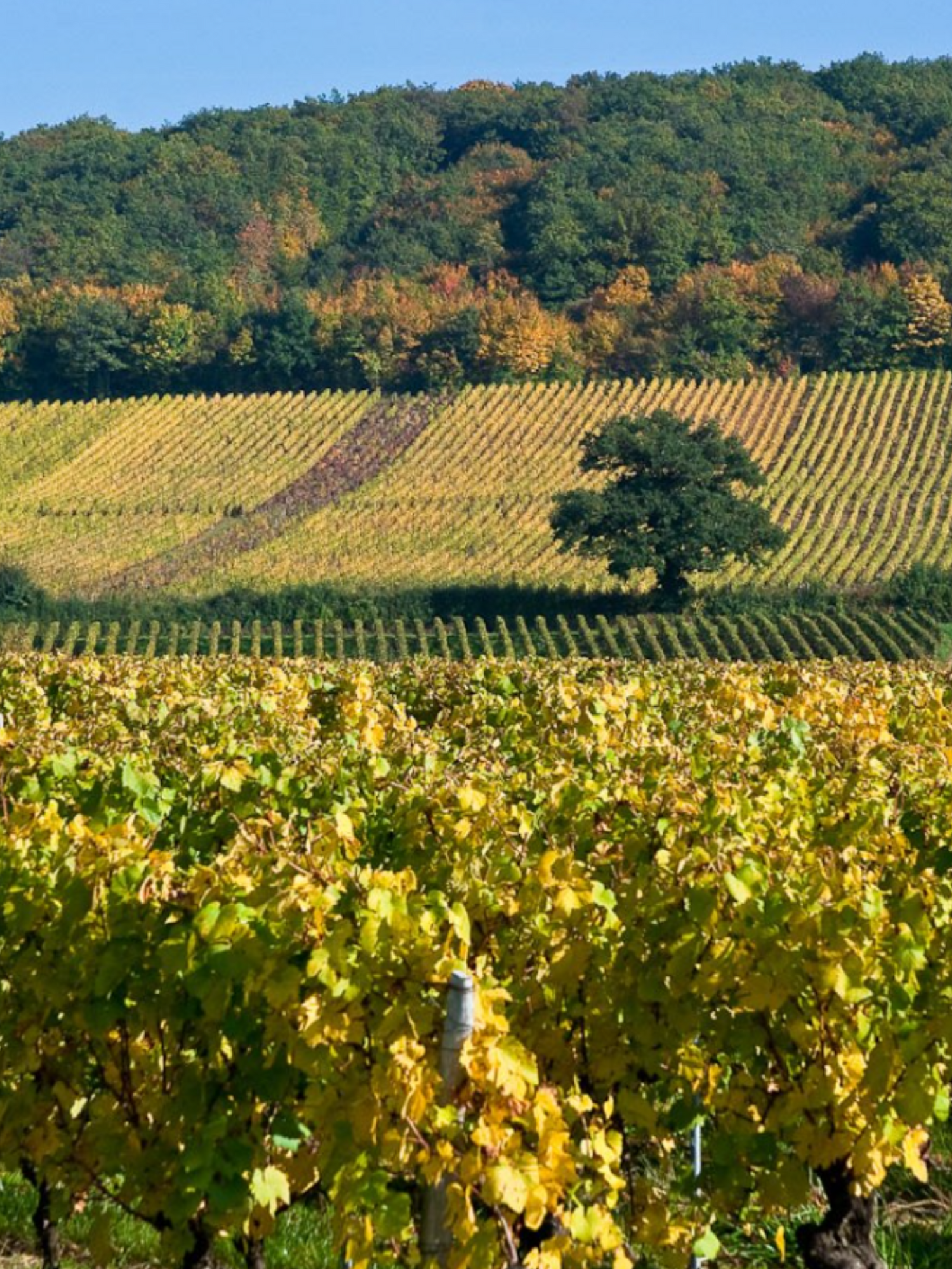 Cave de Lugny
