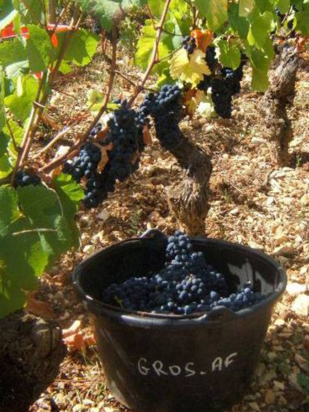 Domaine A.F. Gros